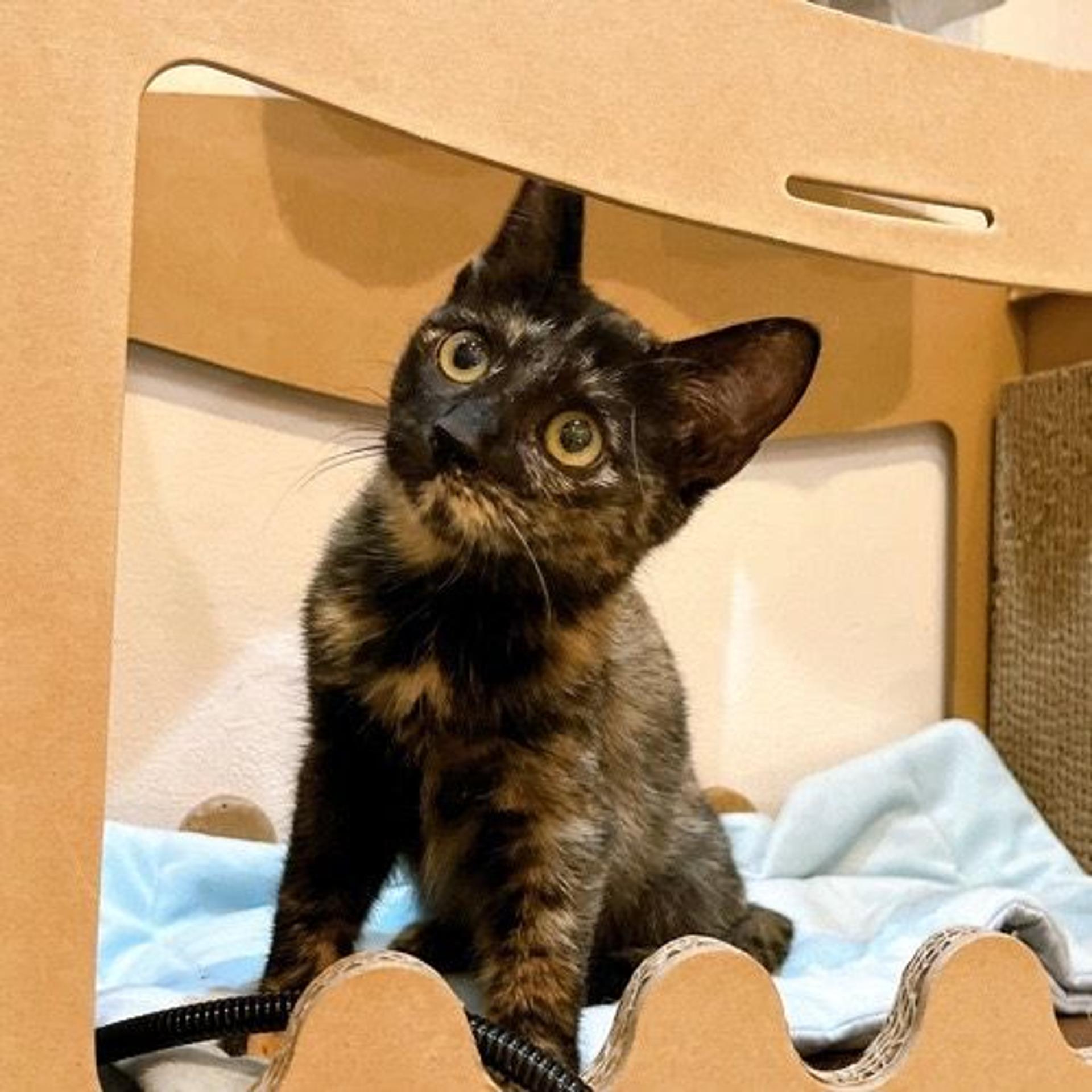 pet-image-3