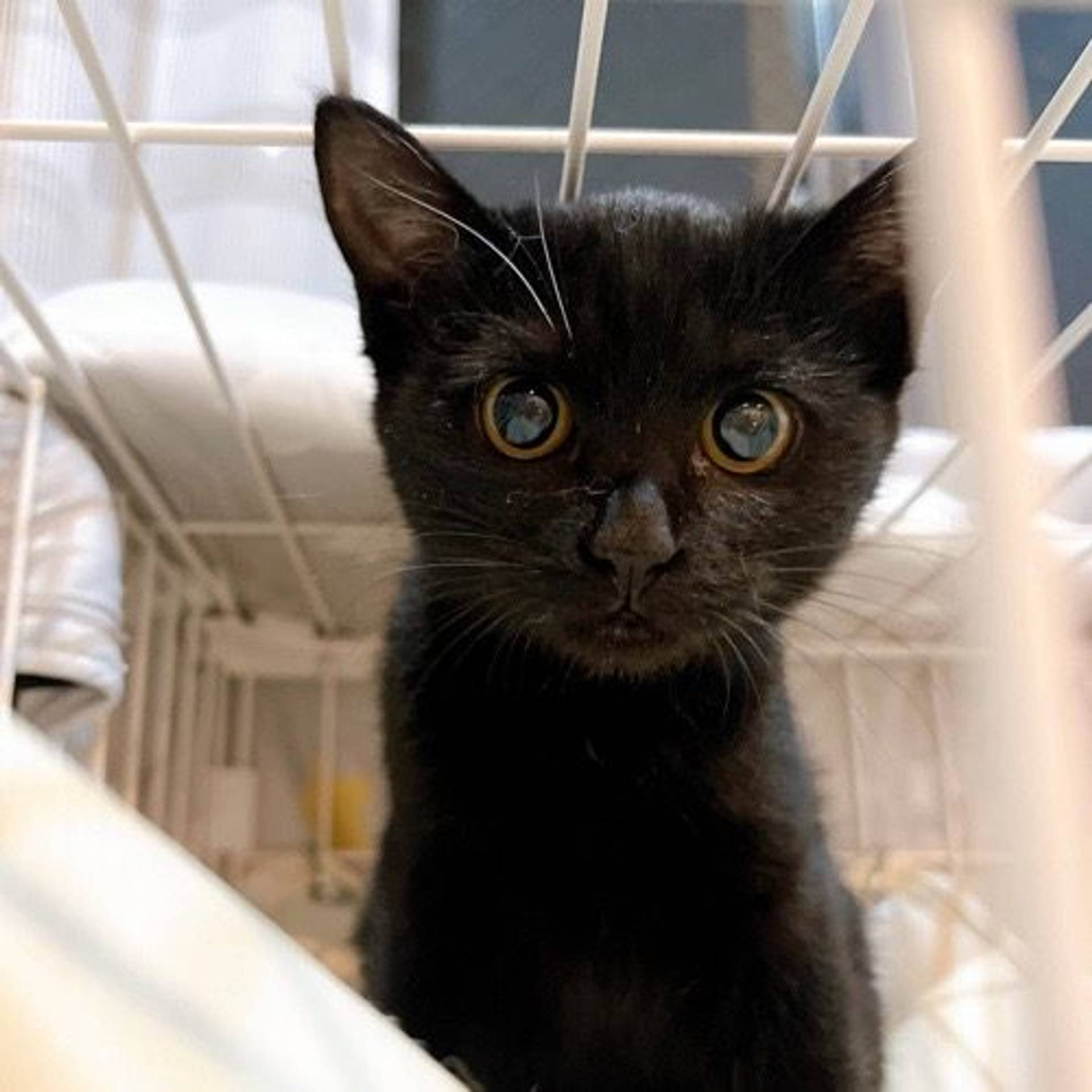 雑種（ミックス猫）・メスの里親募集の写真