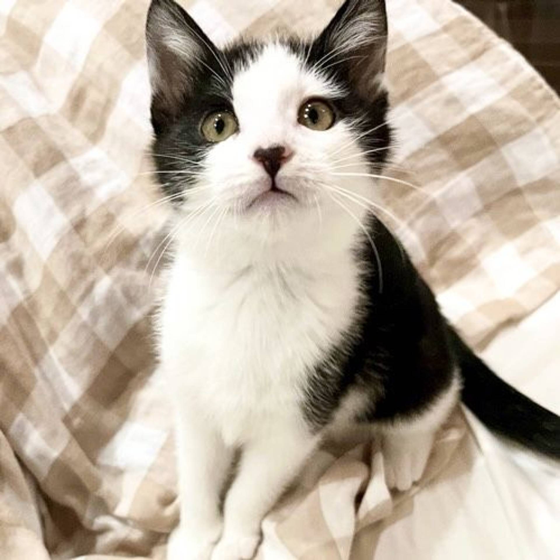 雑種（ミックス猫）・メスの里親募集の写真