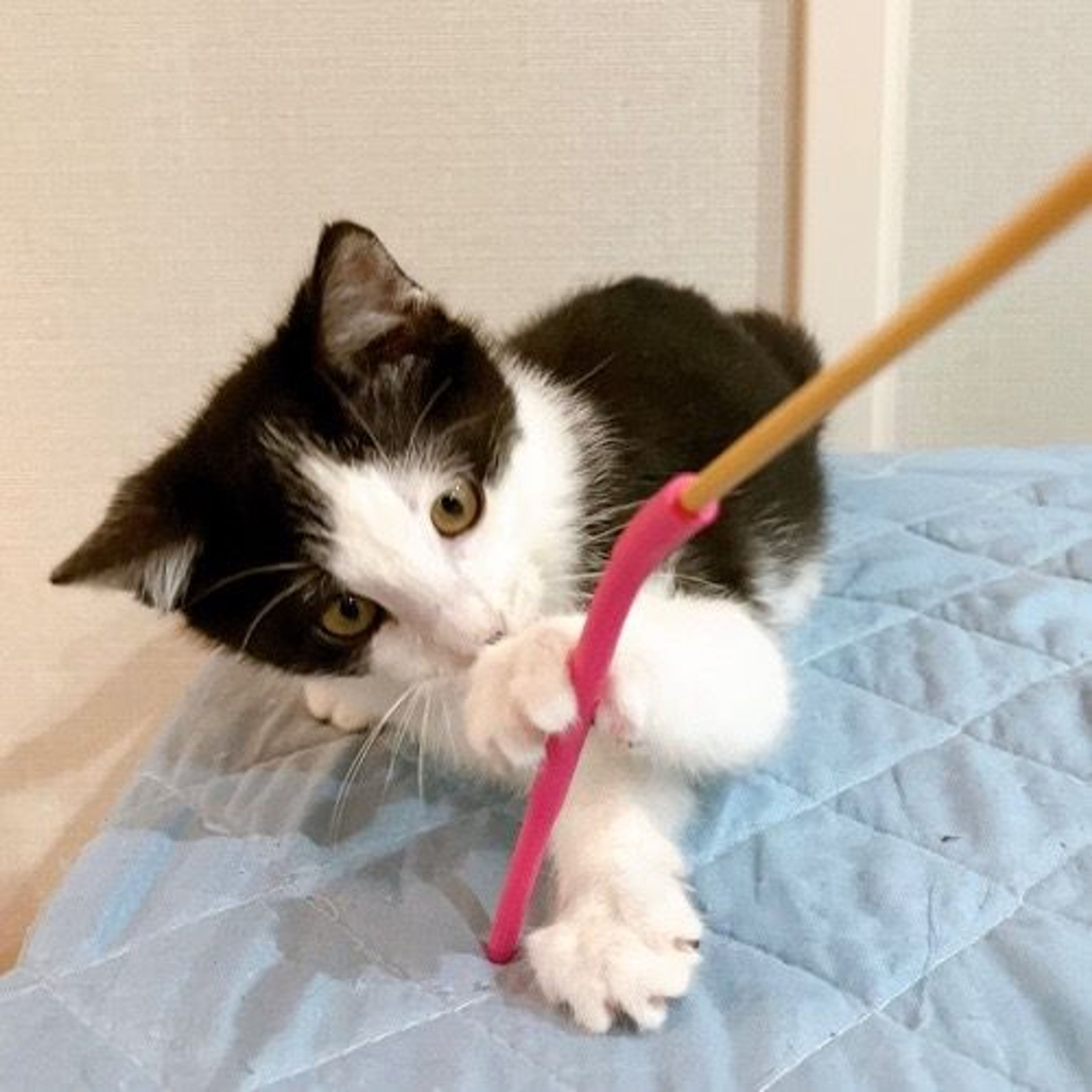 pet-image-3