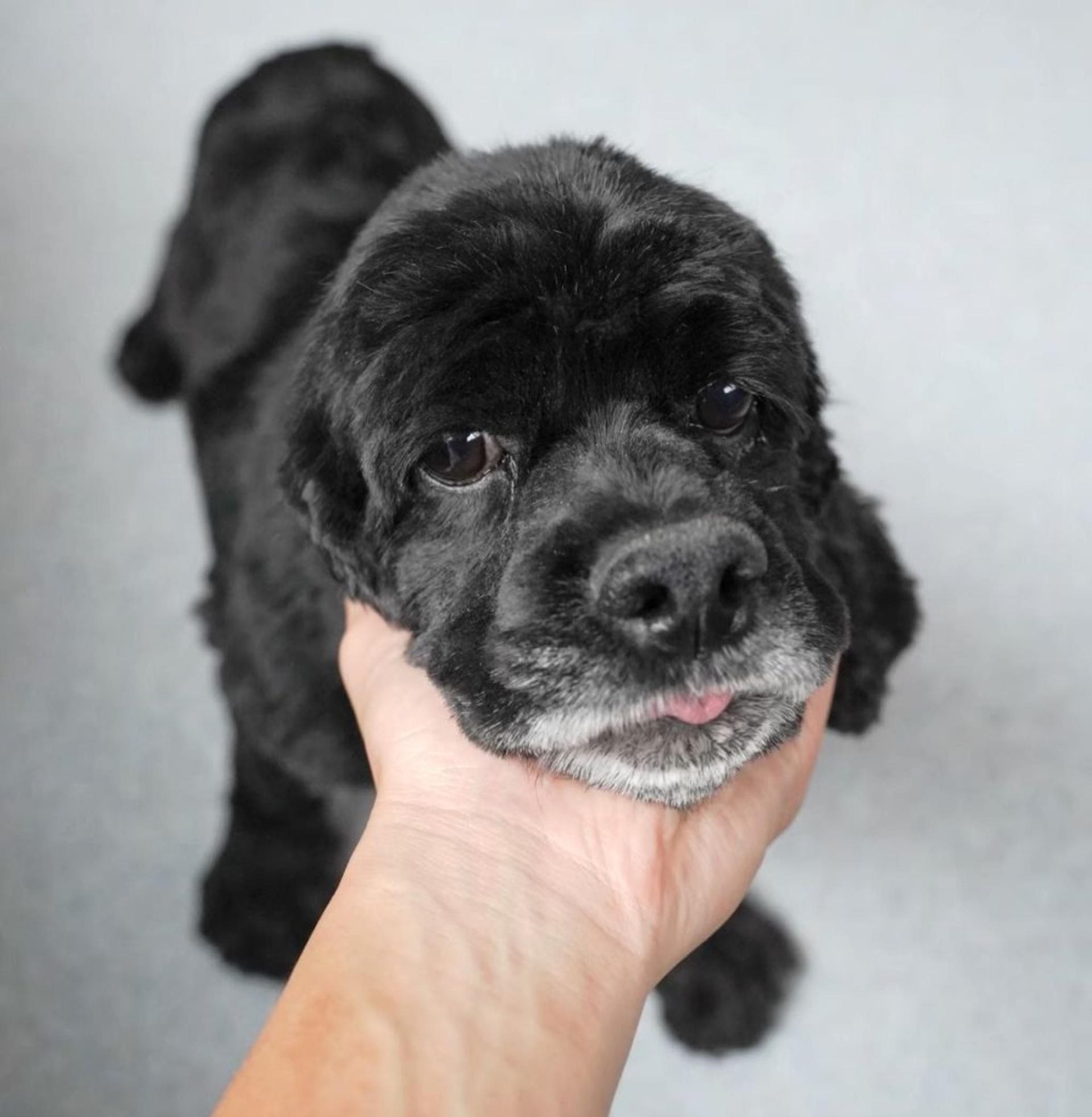 pet-image-9