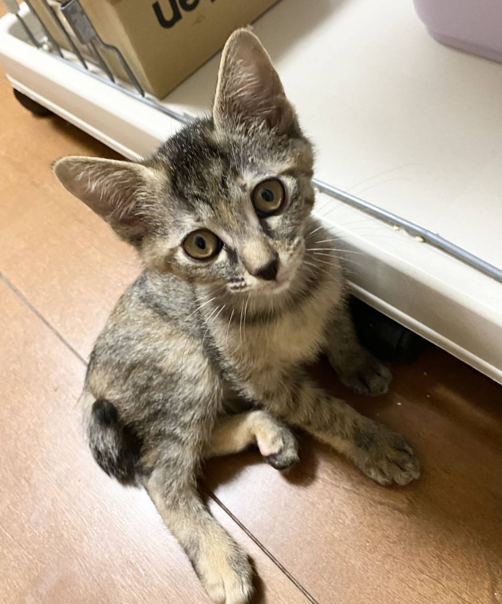雑種（ミックス猫）・メスの里親募集の写真