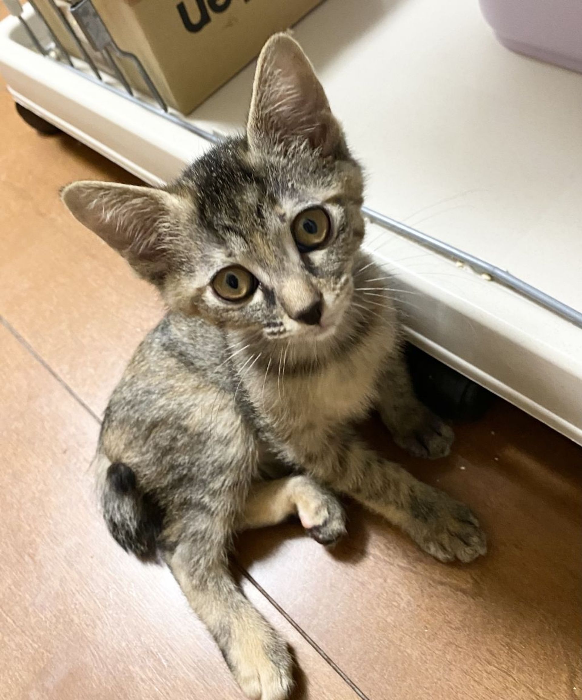 雑種（ミックス猫）・メスの里親募集の写真