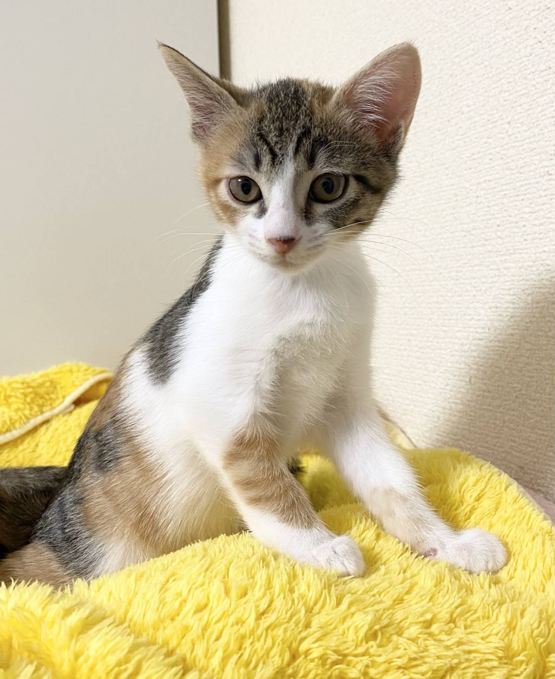 雑種（ミックス猫）・メスの里親募集の写真