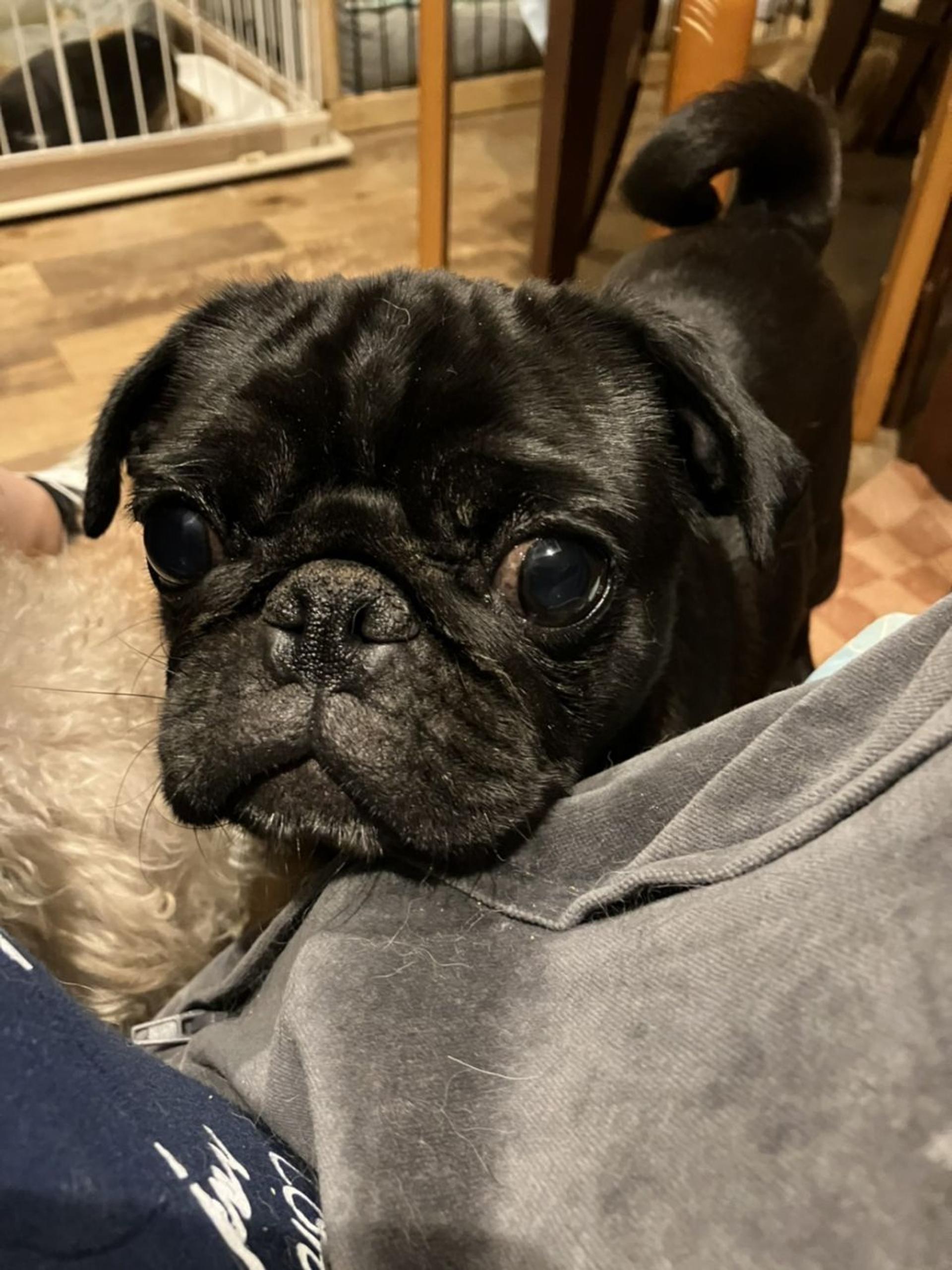 pet-image-2
