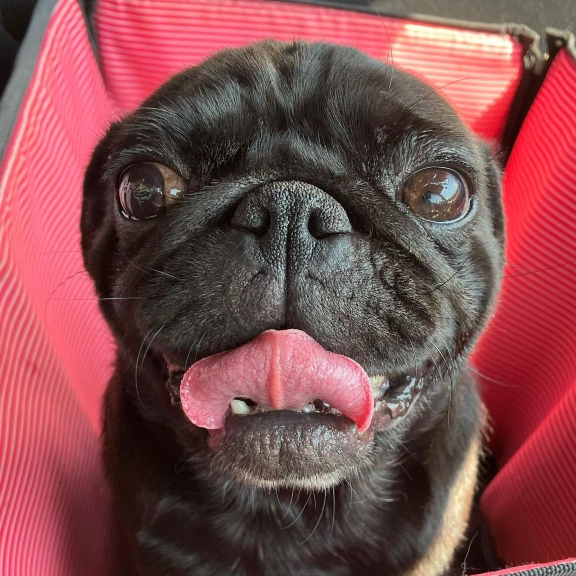 pet-image-3