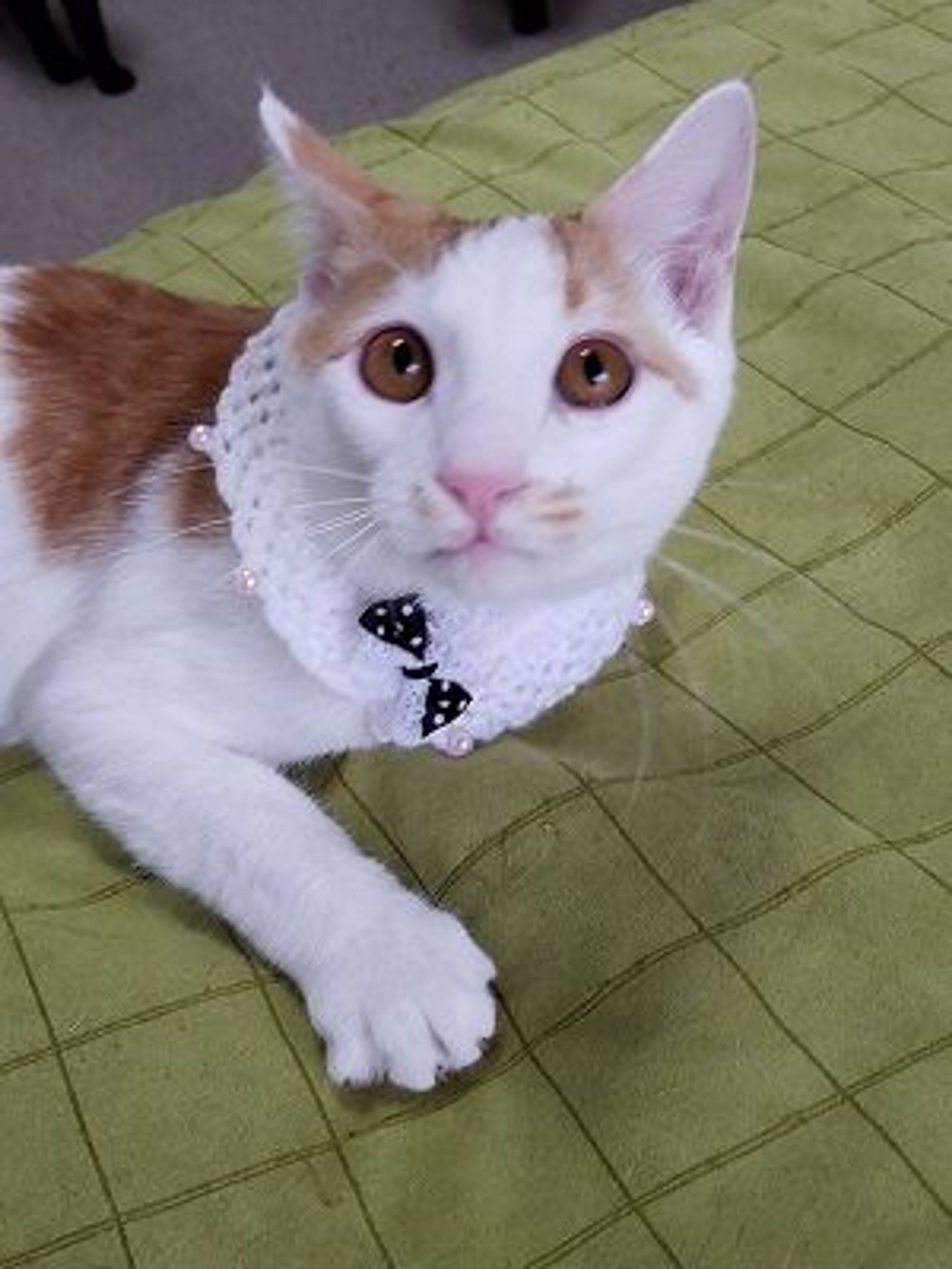 雑種（ミックス猫）・オスの里親募集の写真