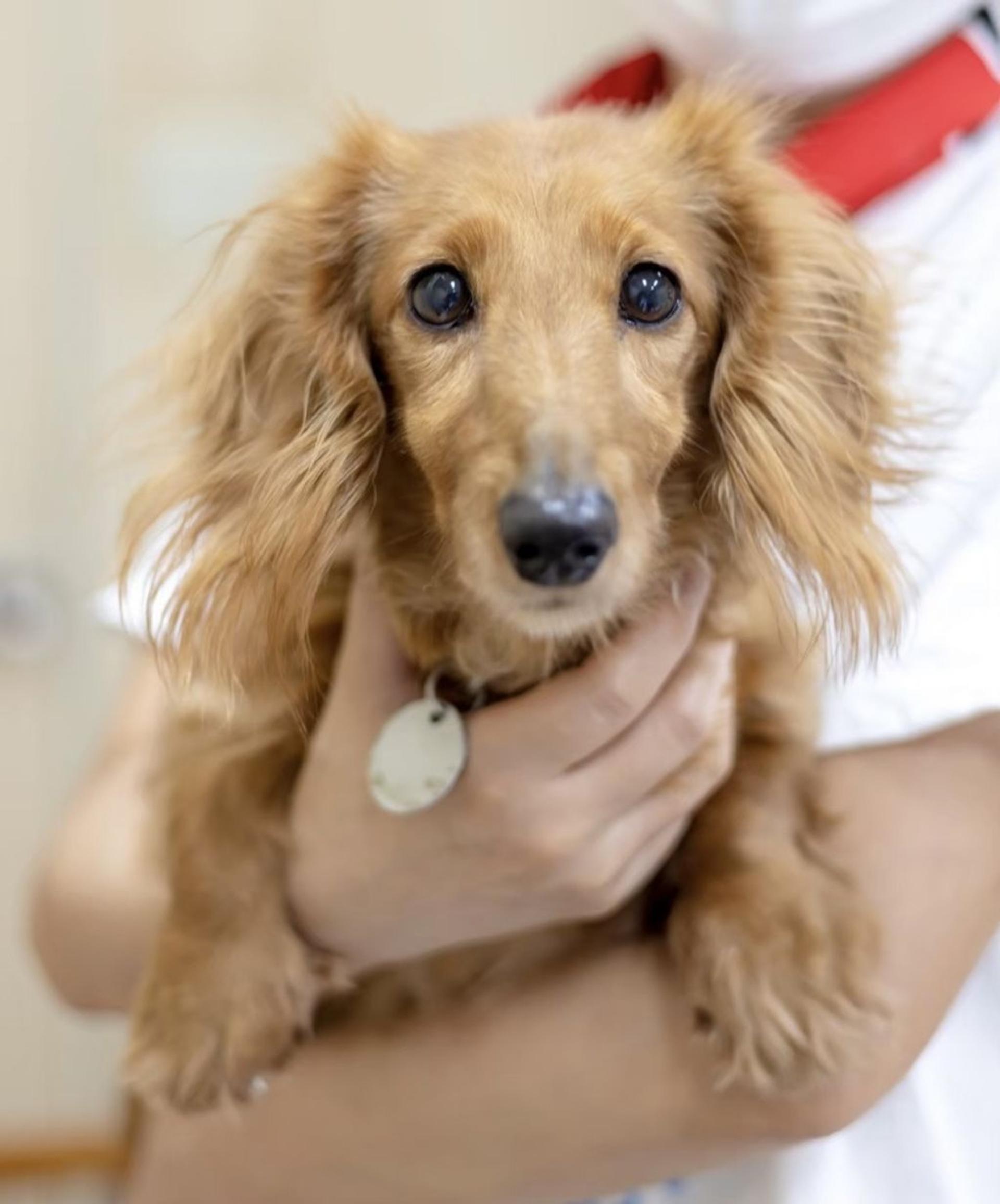 pet-image-3