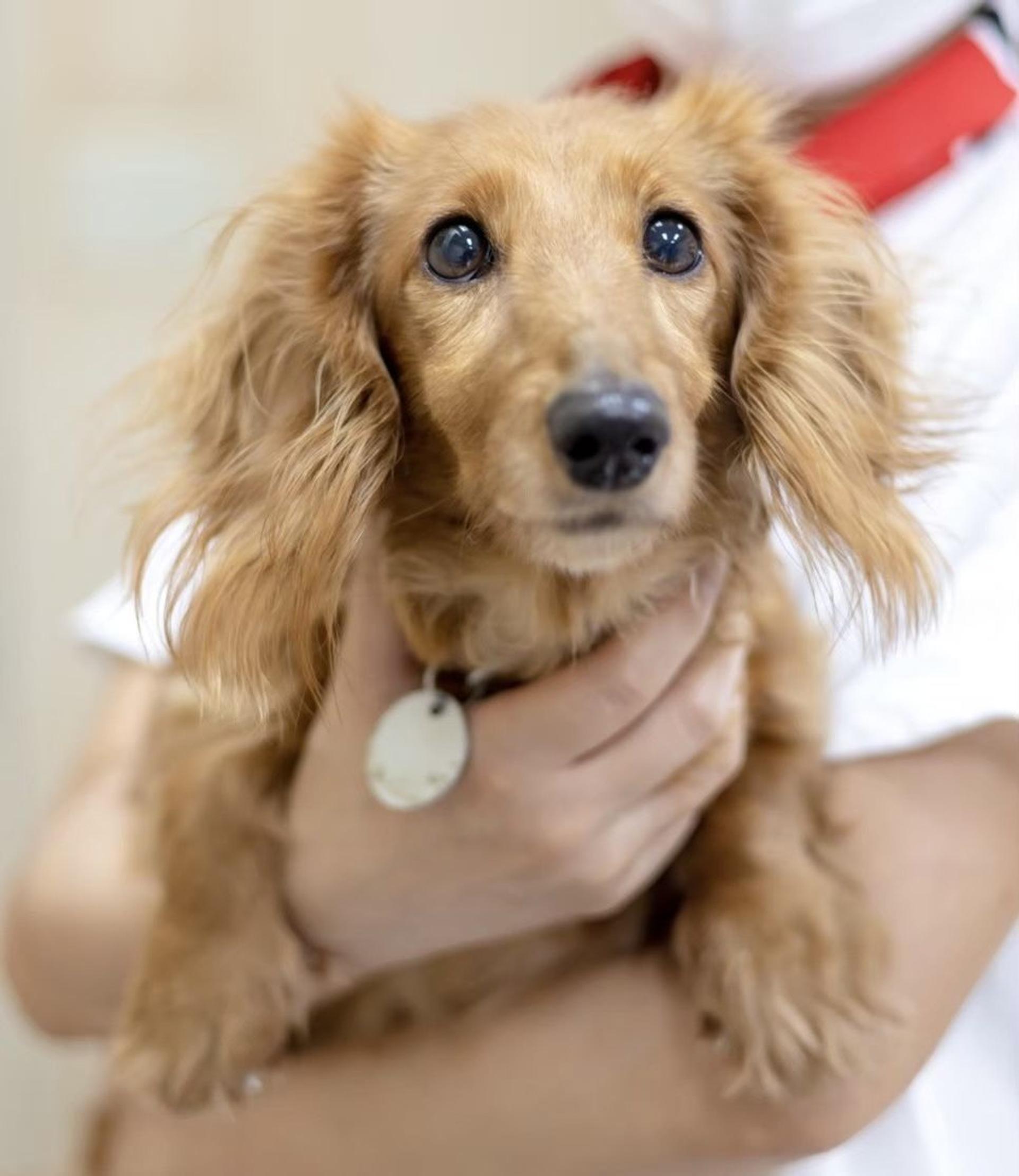 pet-image-5