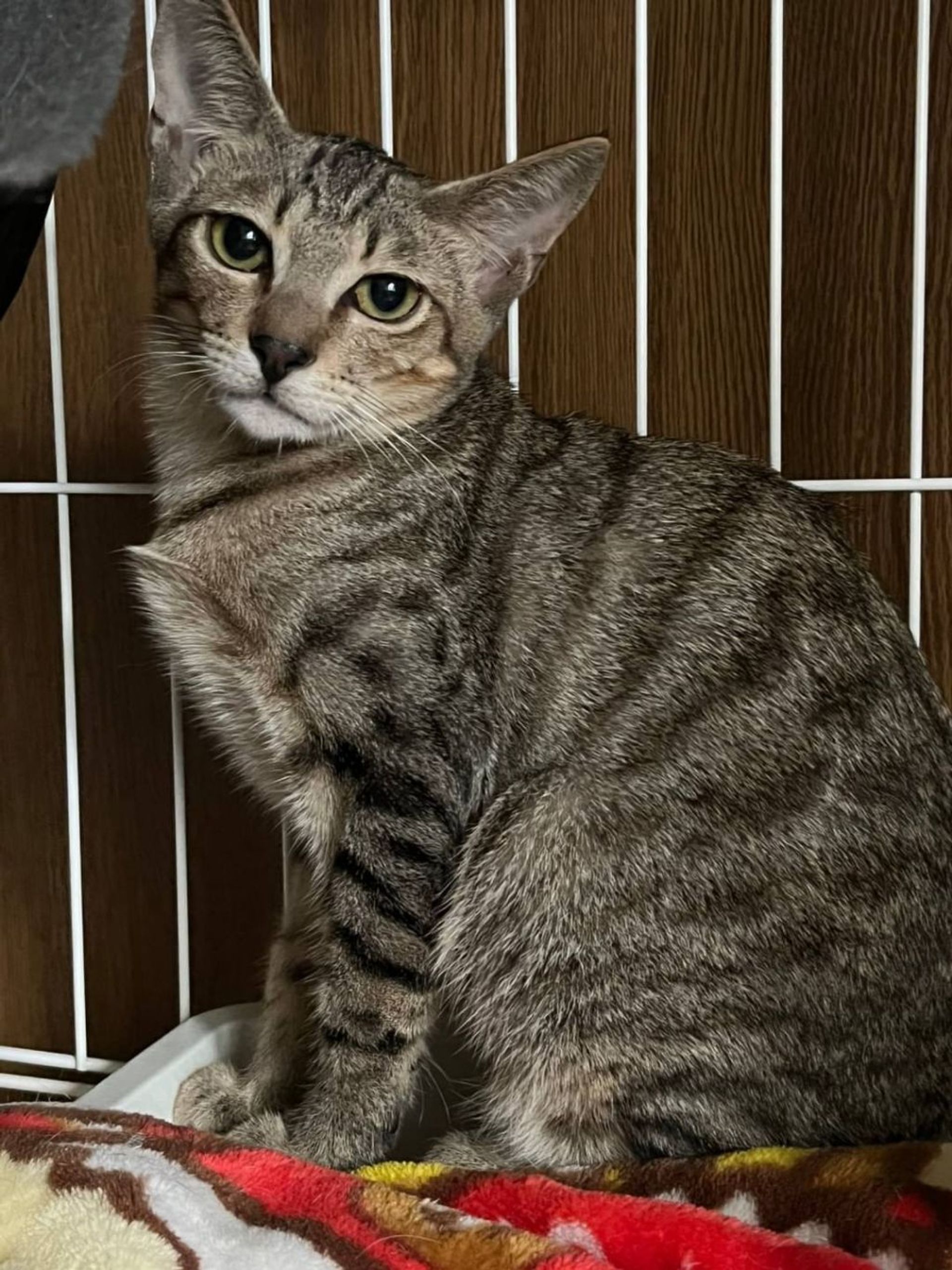 雑種（ミックス猫）・オスの里親募集の写真