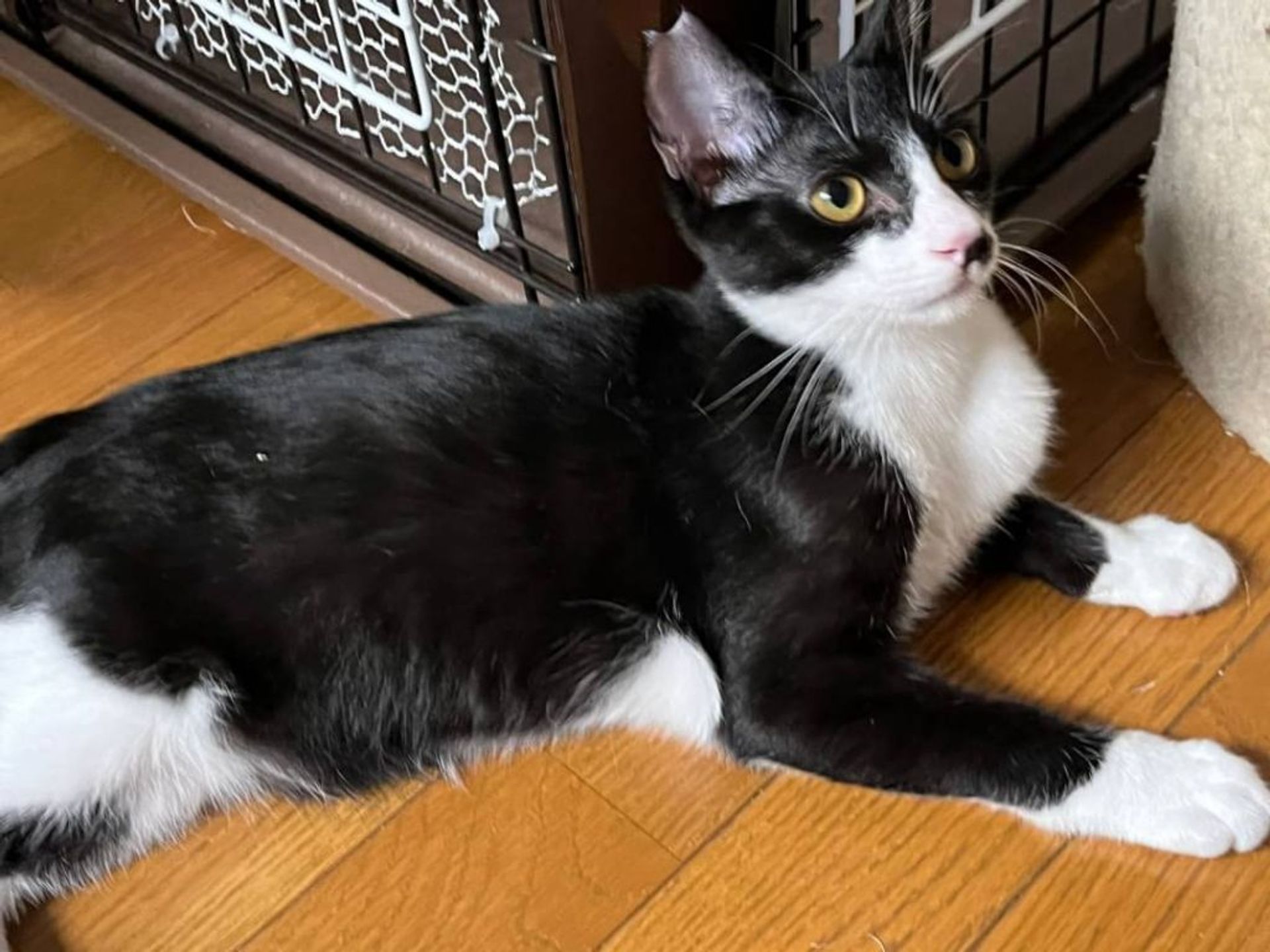 雑種（ミックス猫）・オスの里親募集の写真