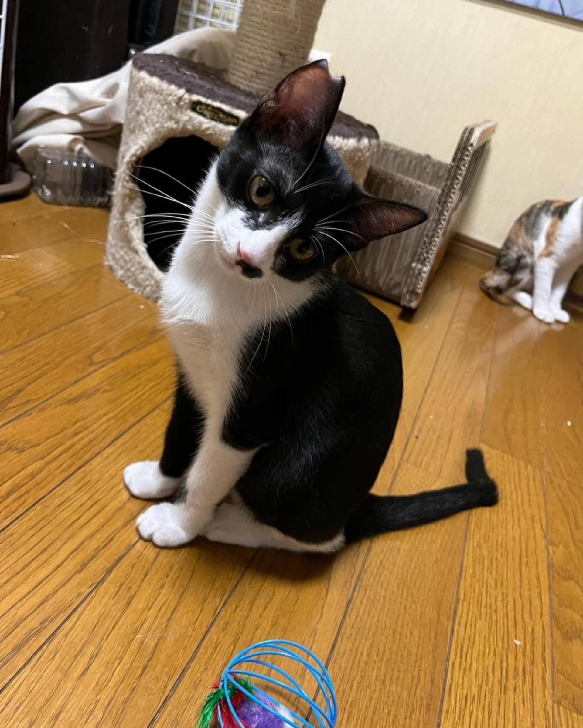 pet-image-2
