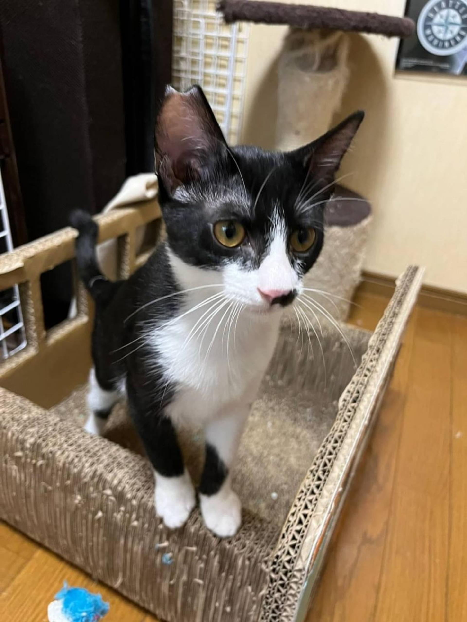 pet-image-3