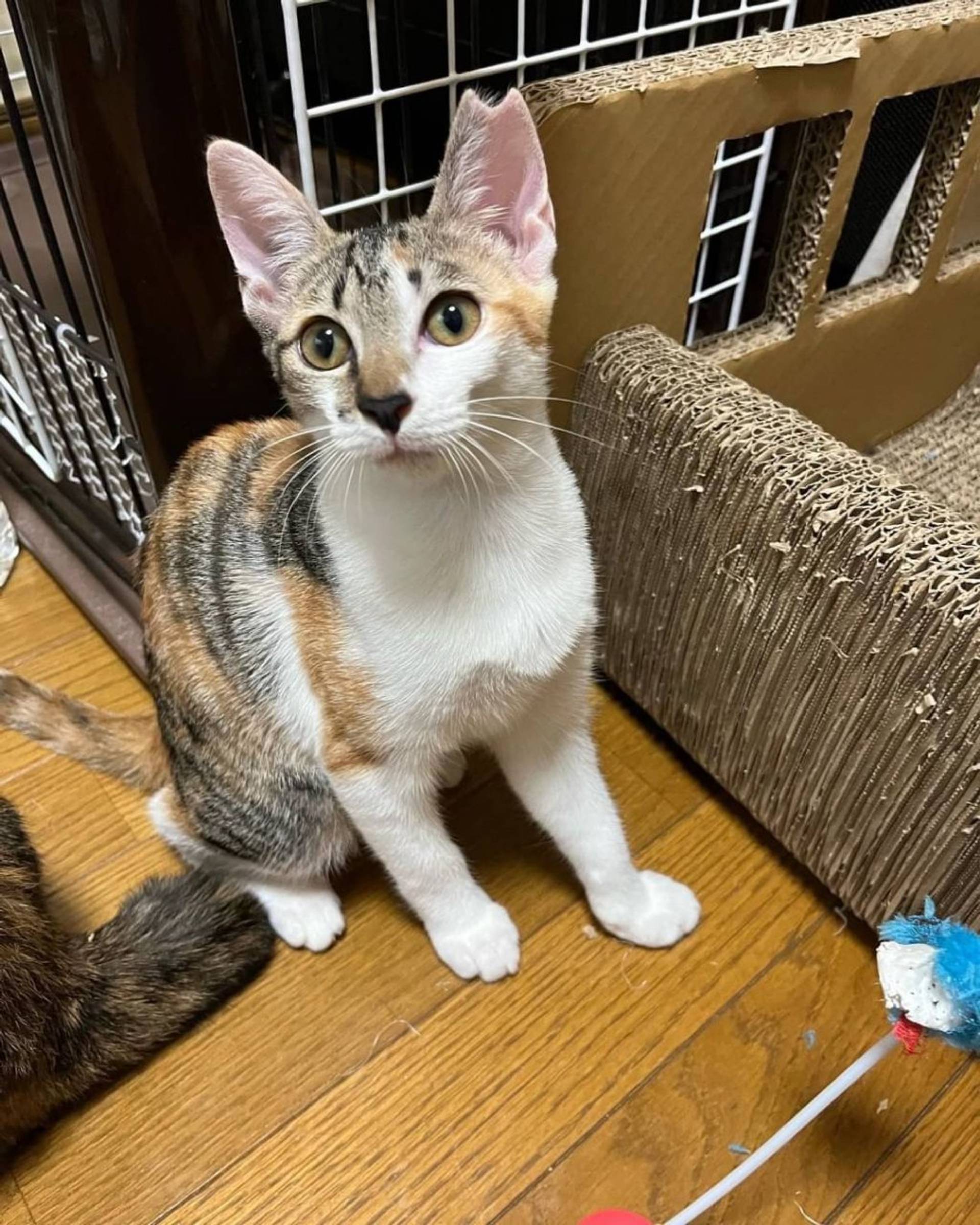 雑種（ミックス猫）・メスの里親募集の写真