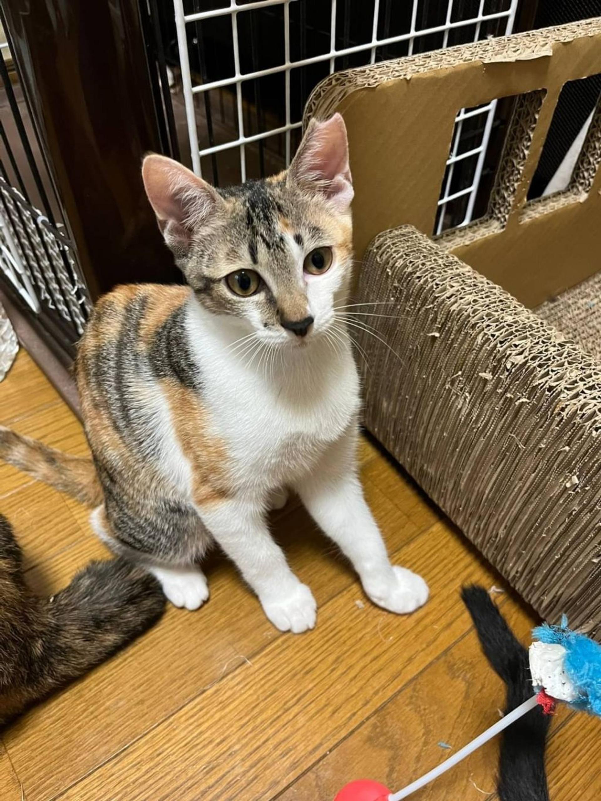 pet-image-2