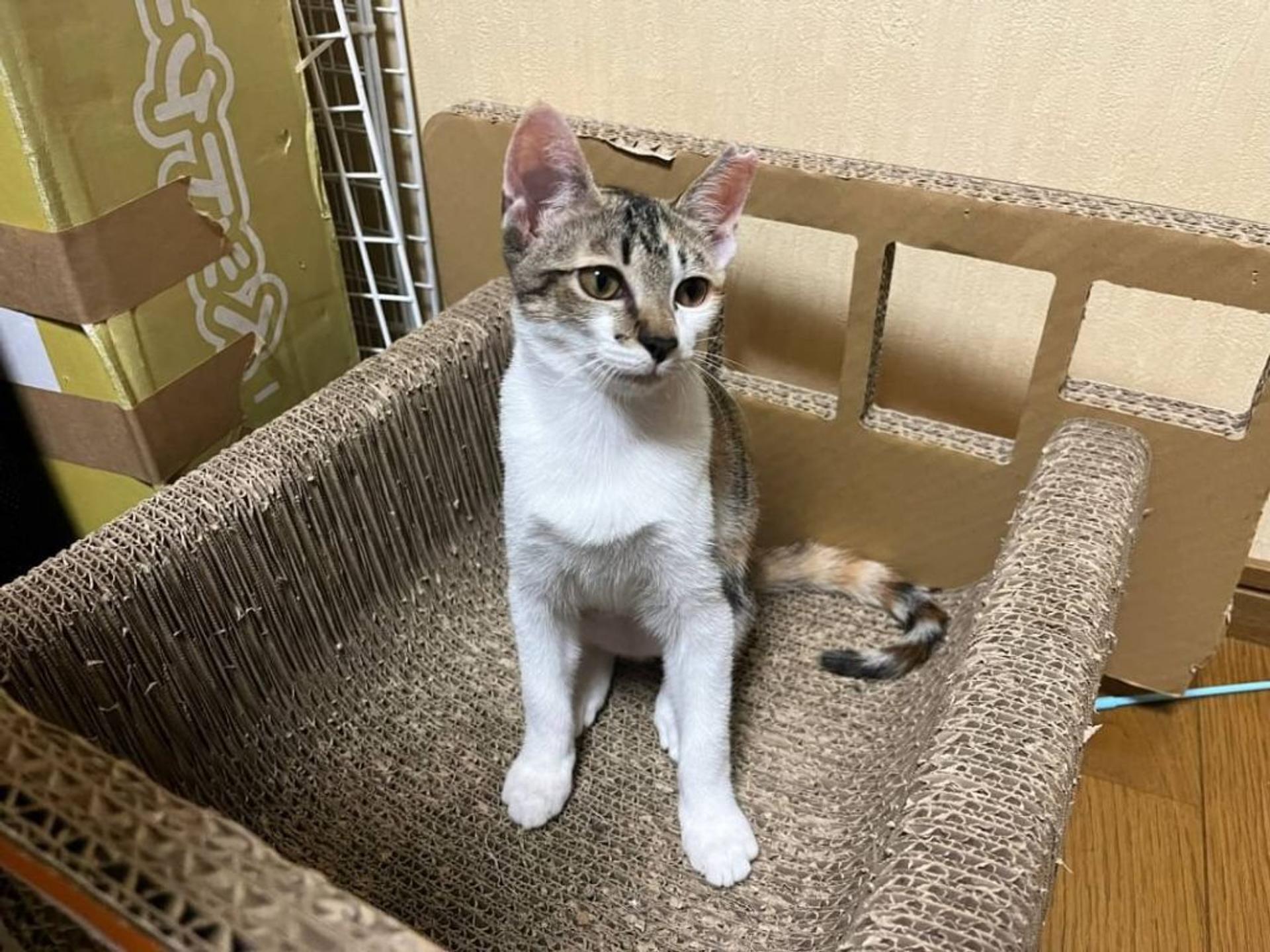 pet-image-3
