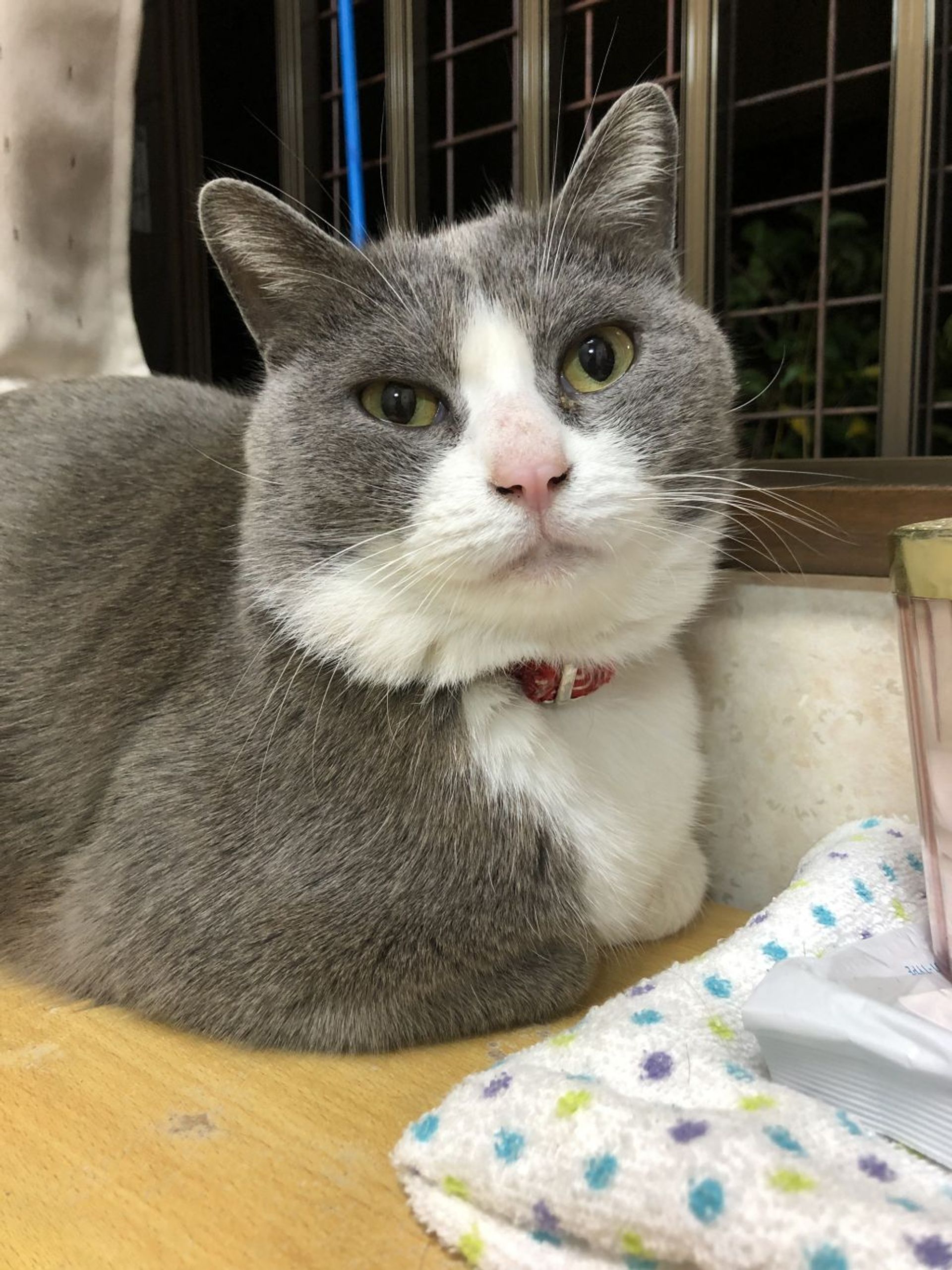 雑種（ミックス猫）・オスの里親募集の写真