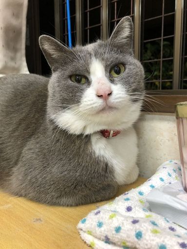 たま君の写真