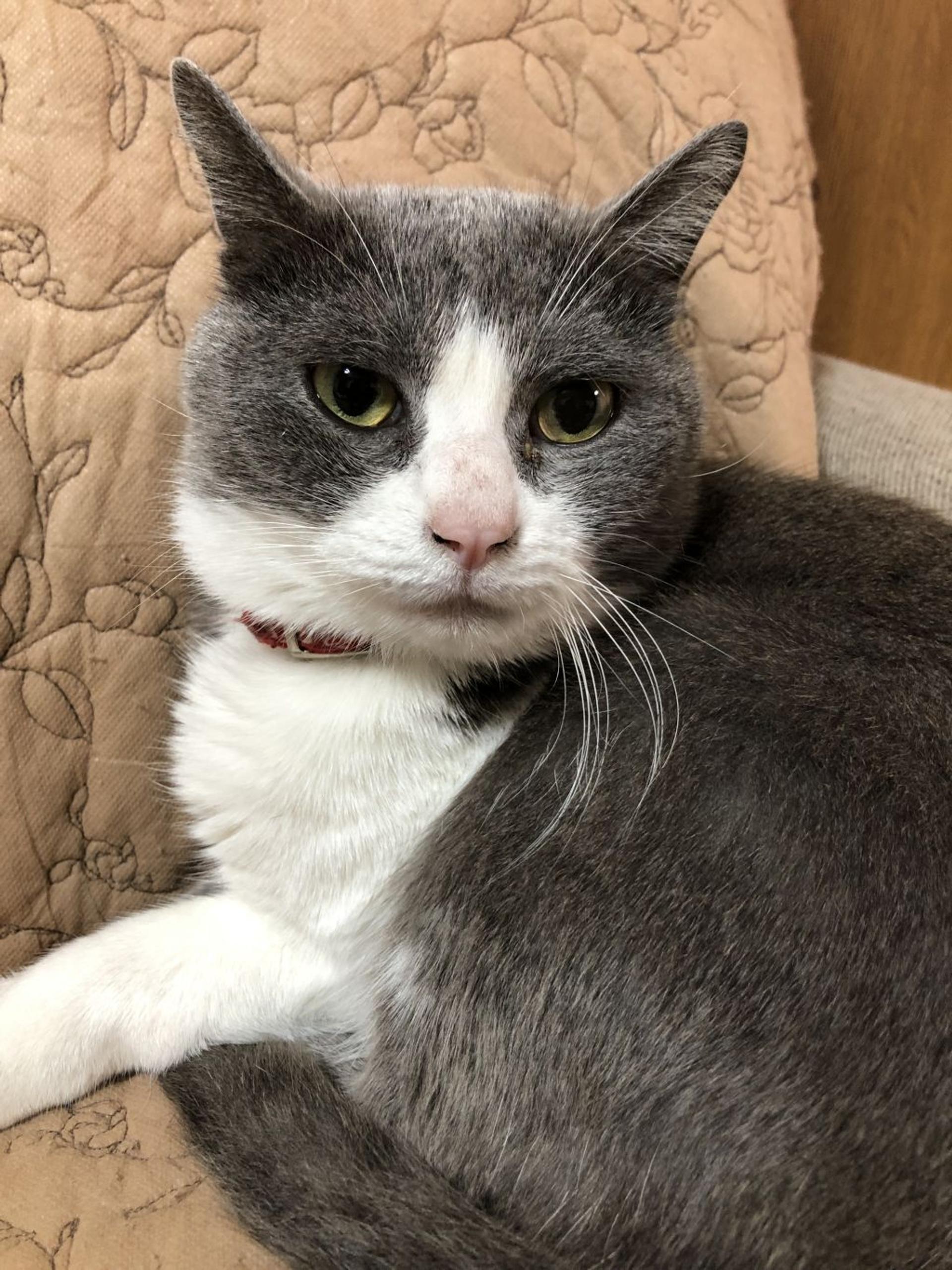 pet-image-2