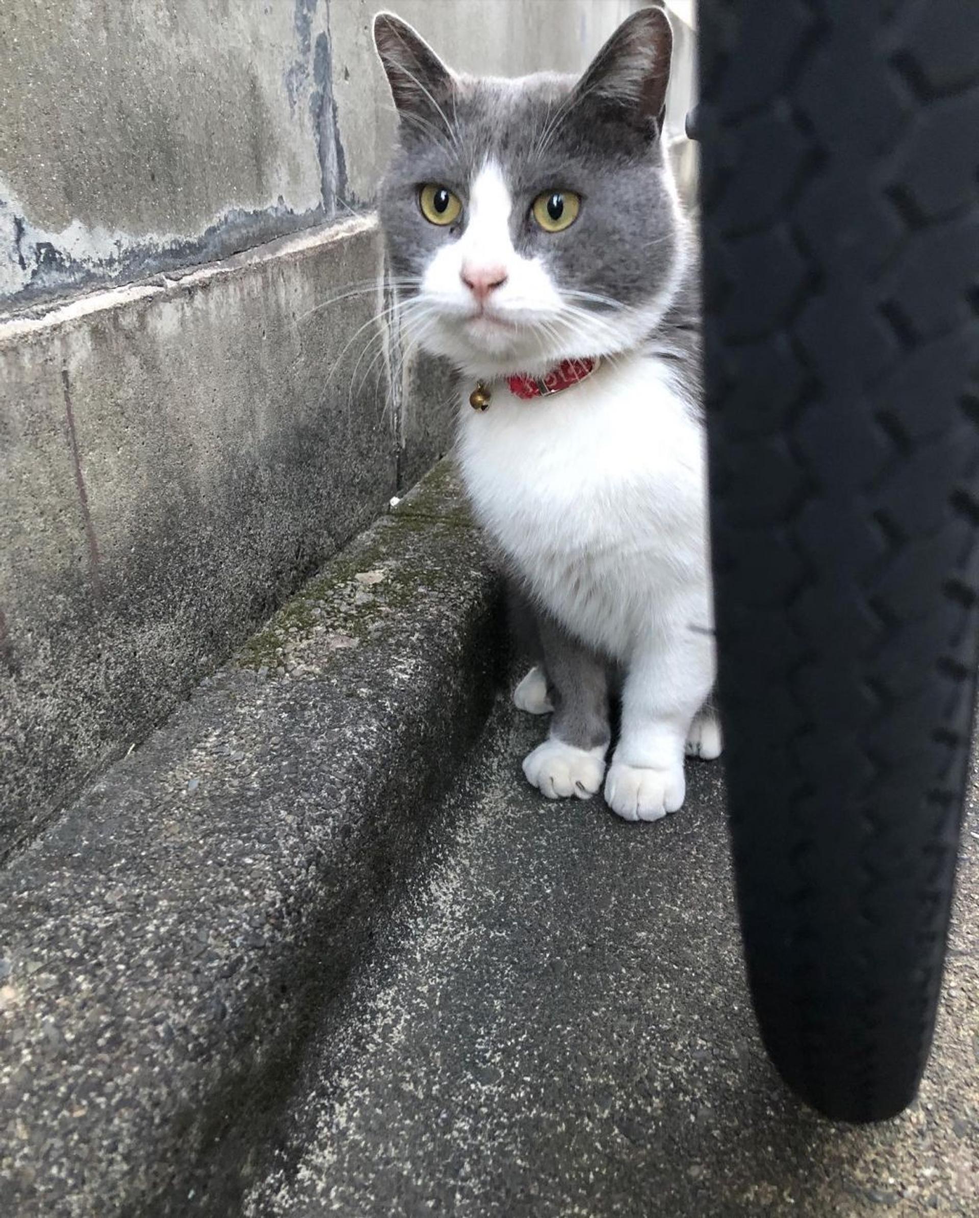 pet-image-3
