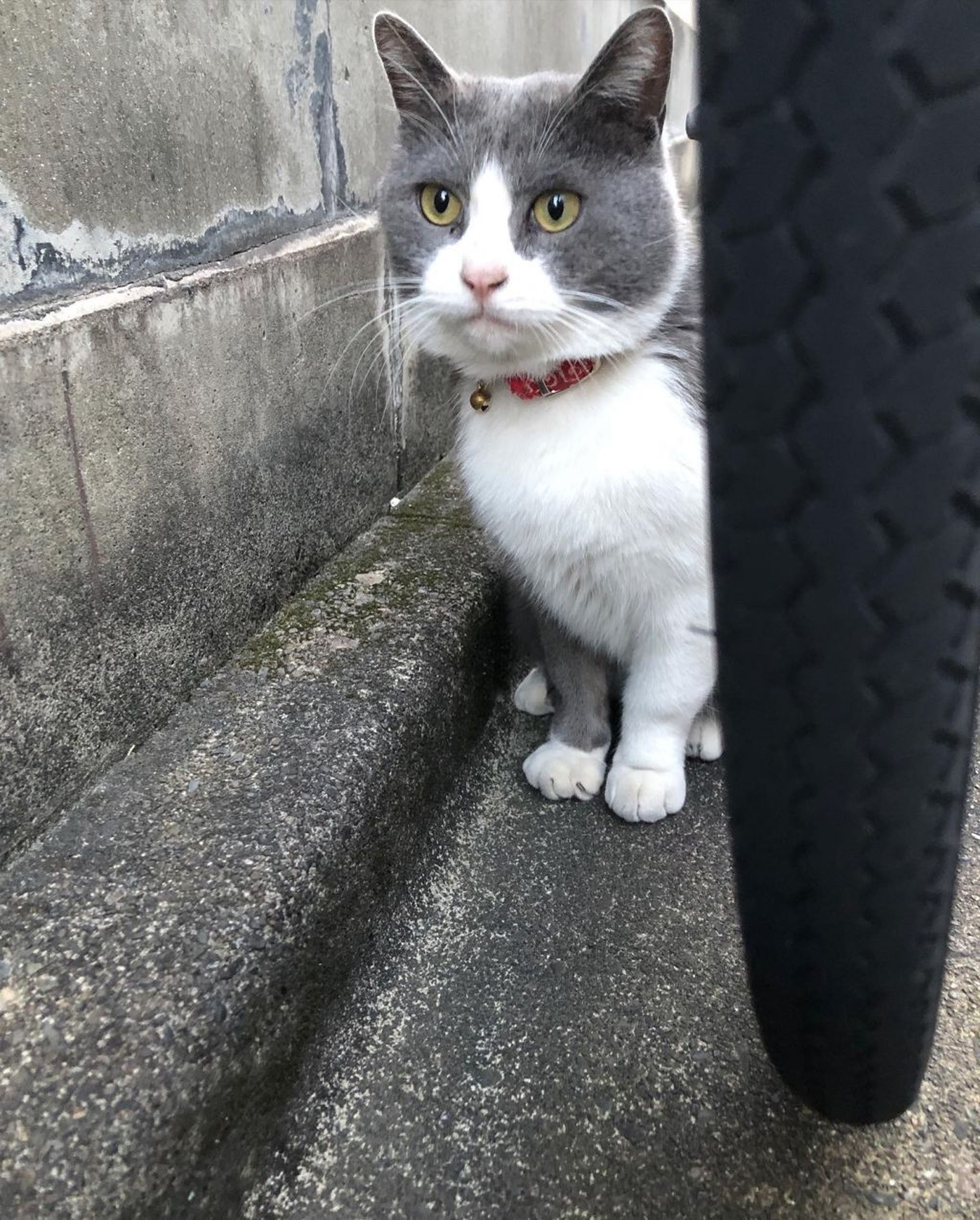 pet-image-3