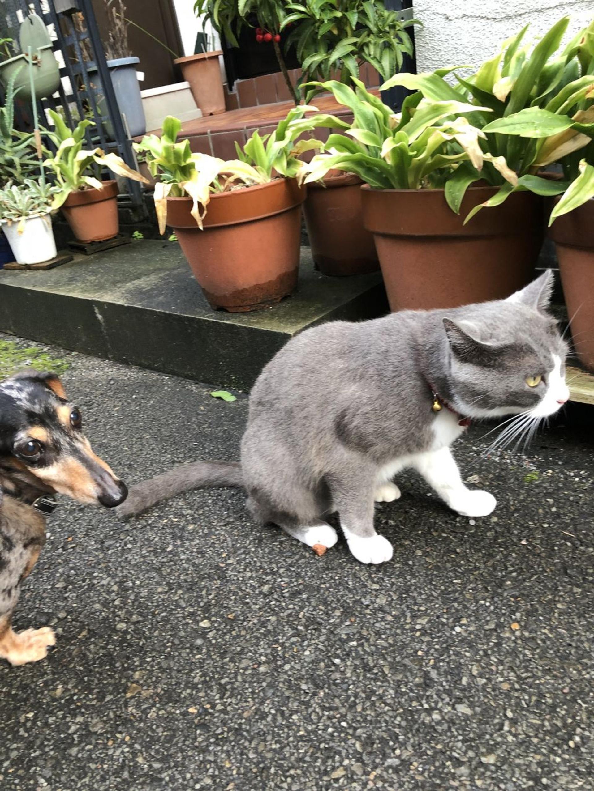 pet-image-4