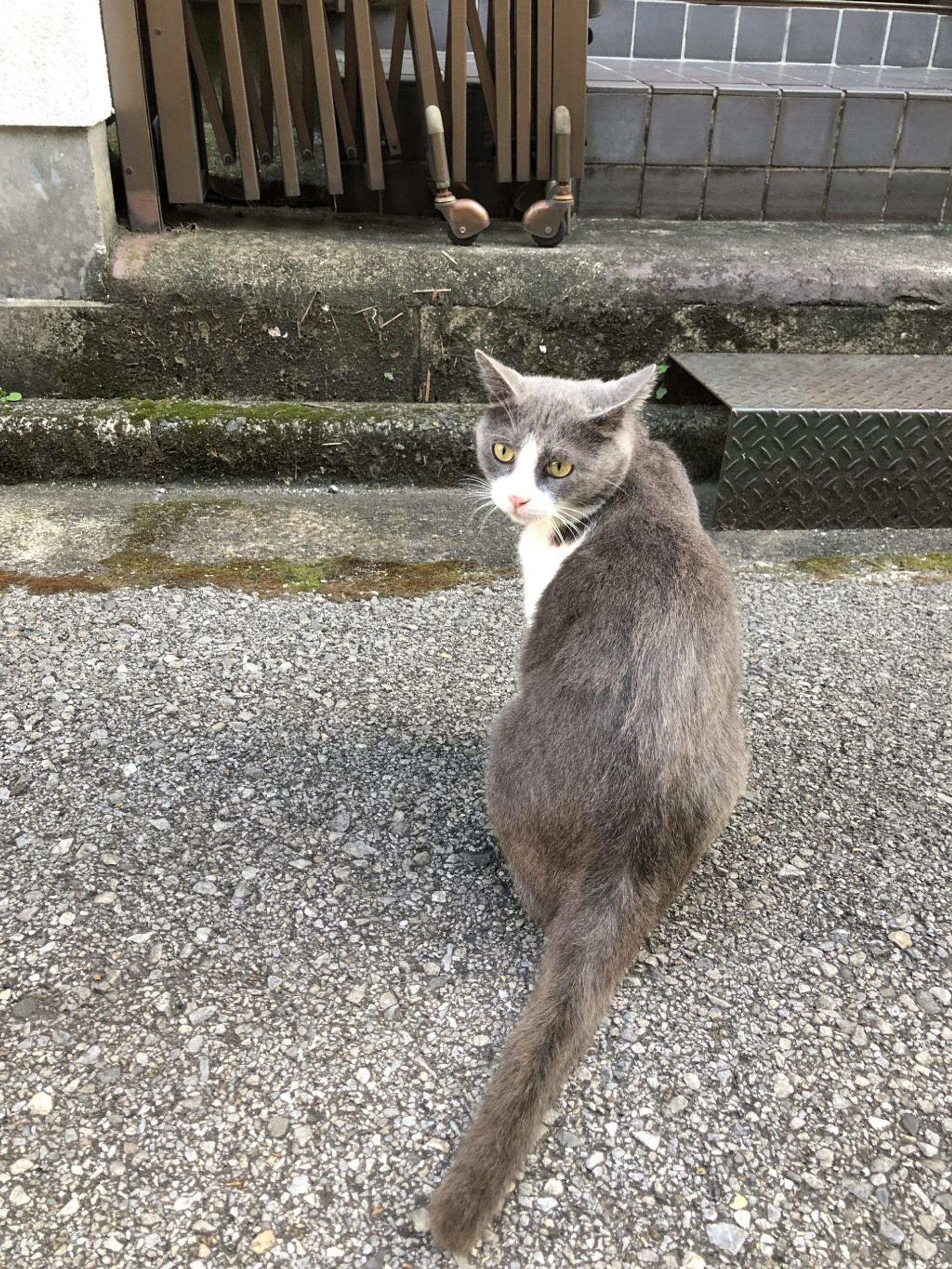 pet-image-5