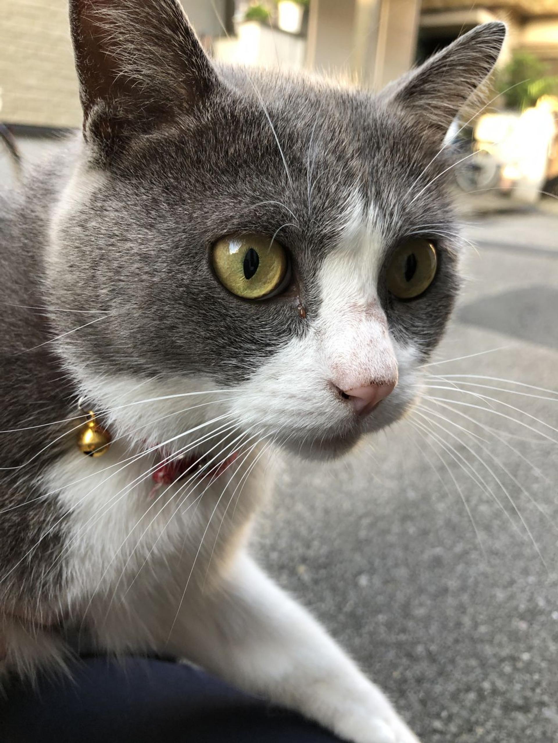 pet-image-6