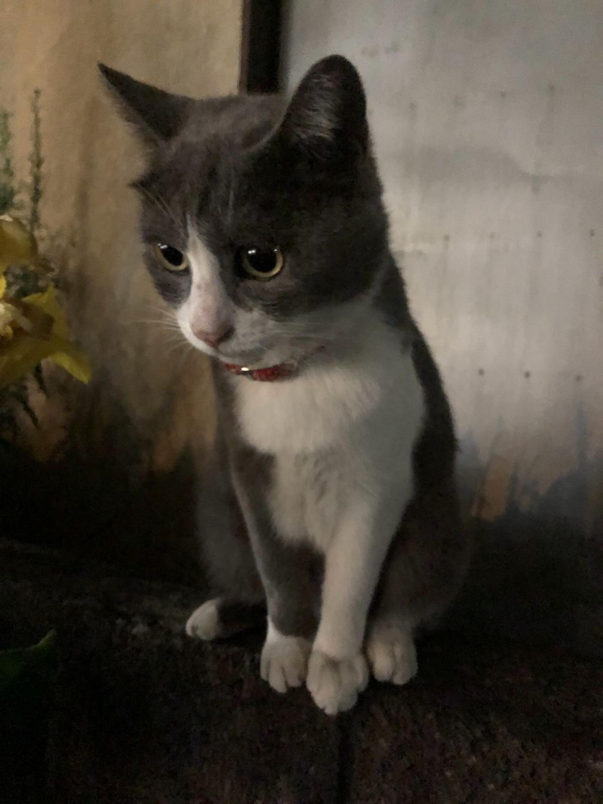 pet-image-7