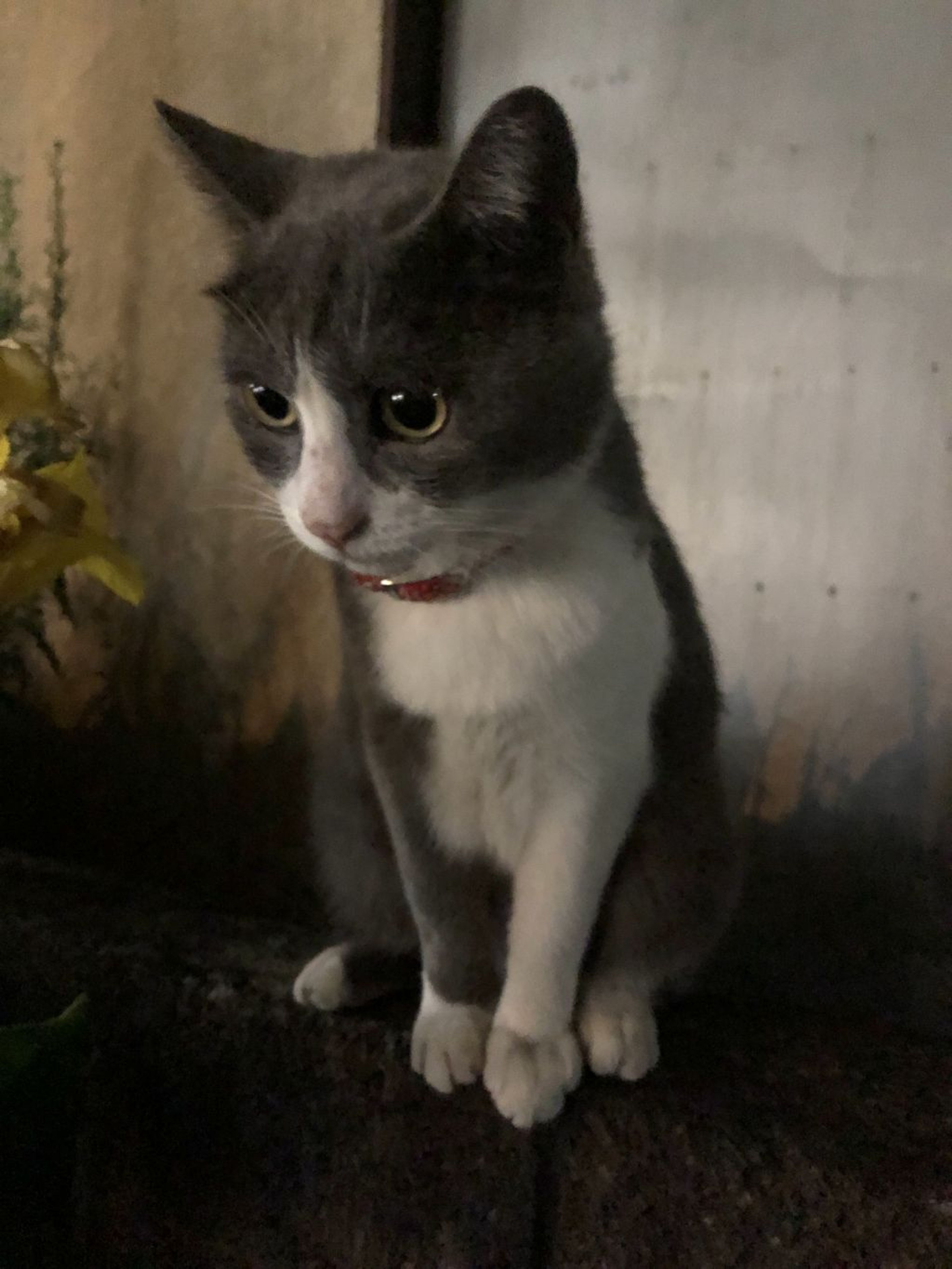 pet-image-7