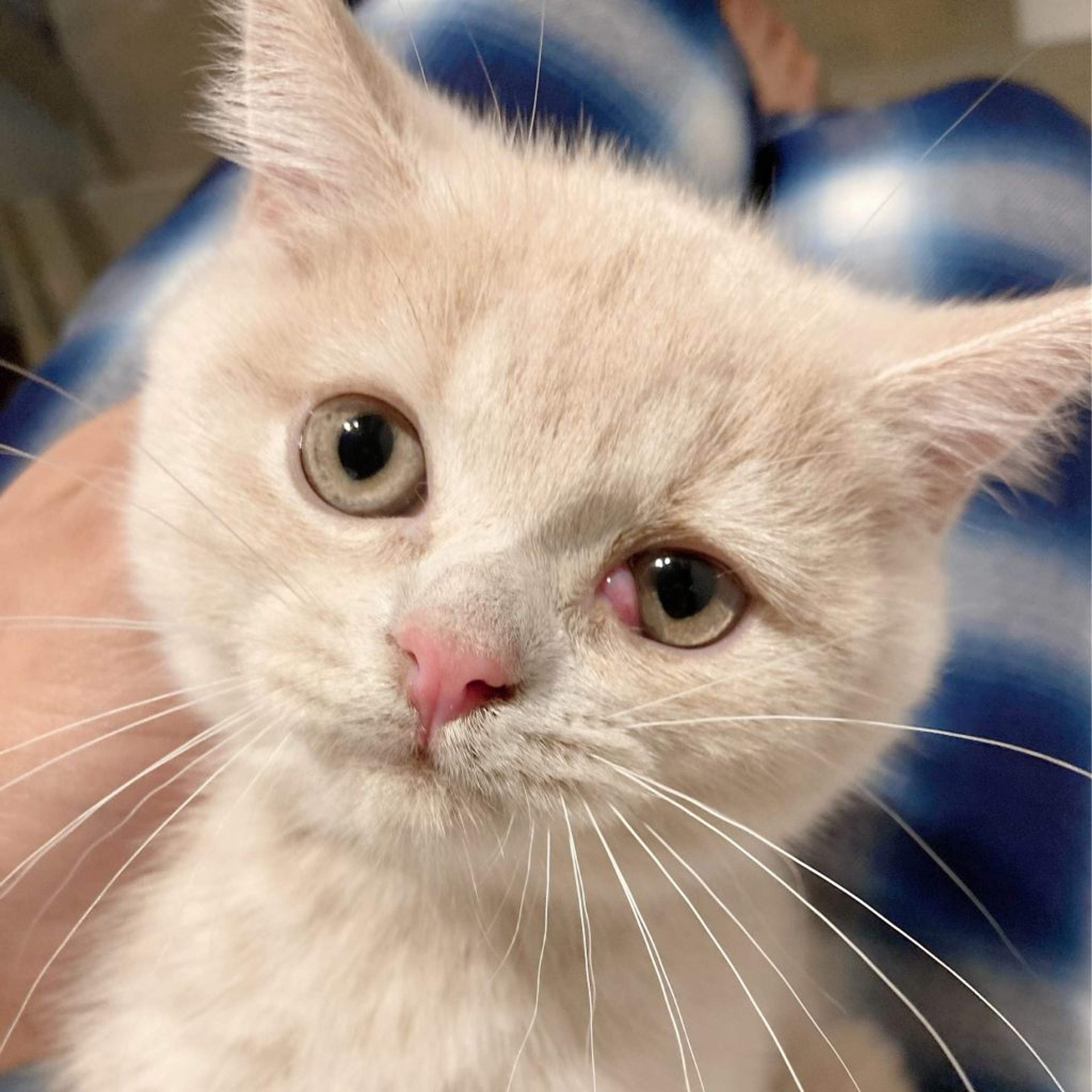 pet-image-2
