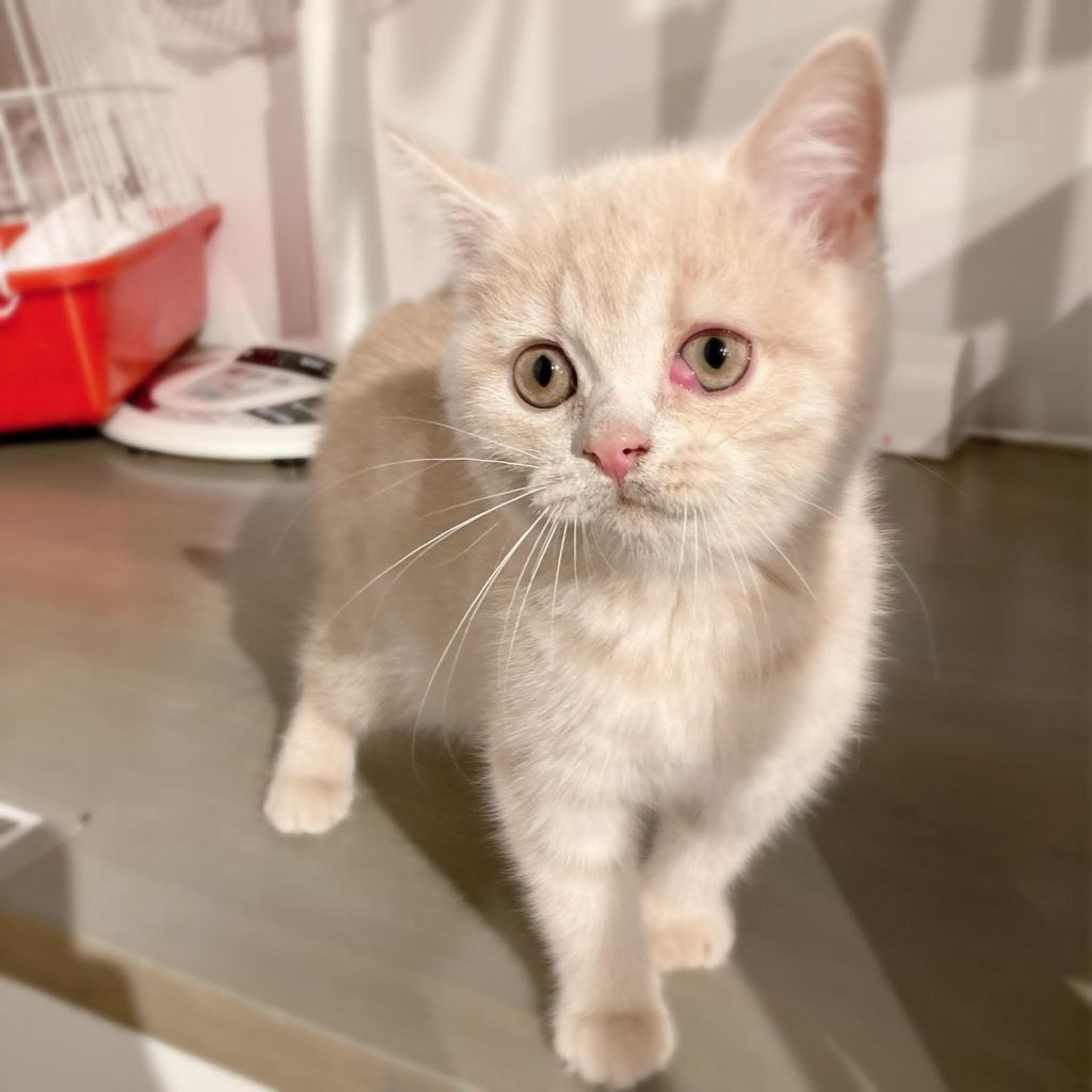 pet-image-3