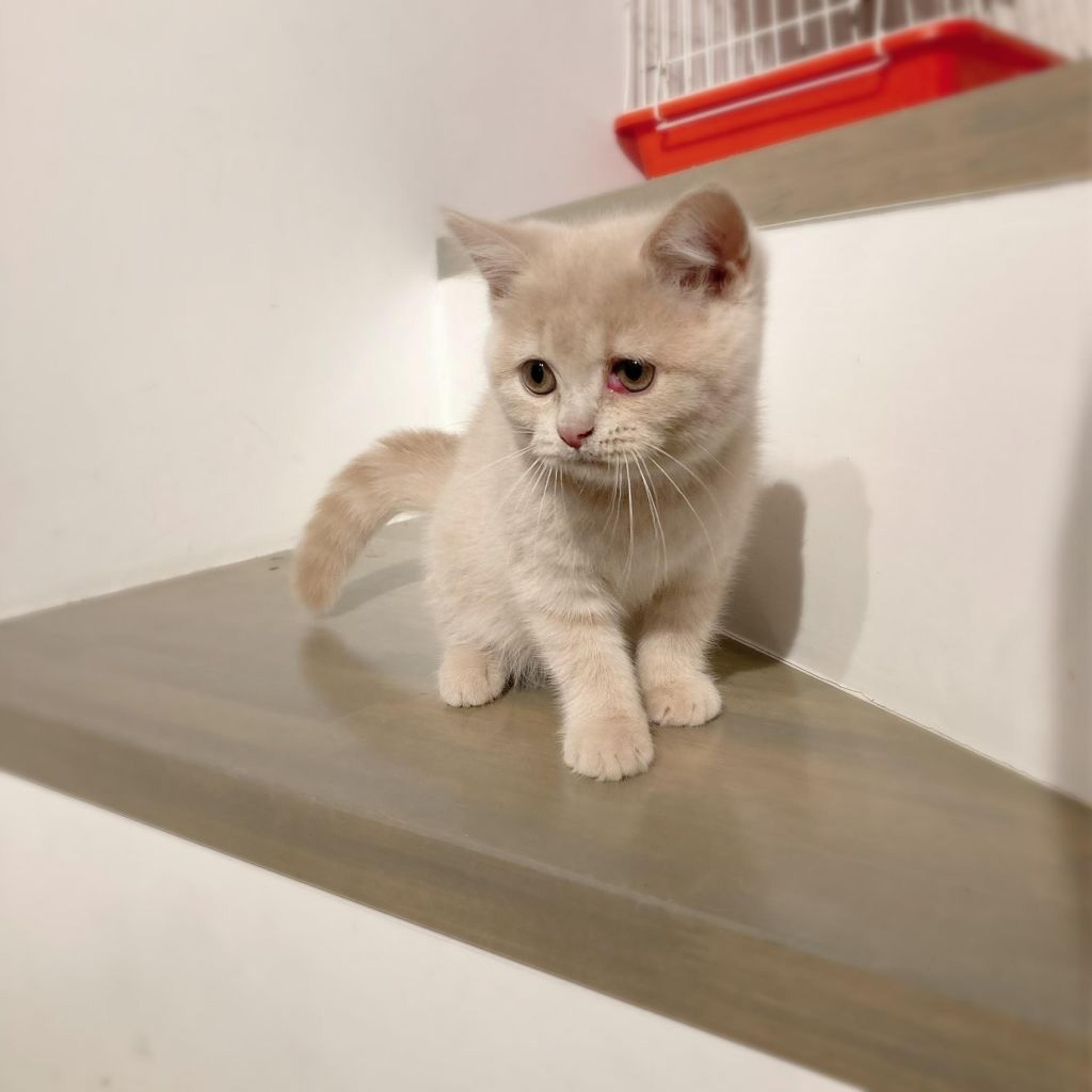 pet-image-4