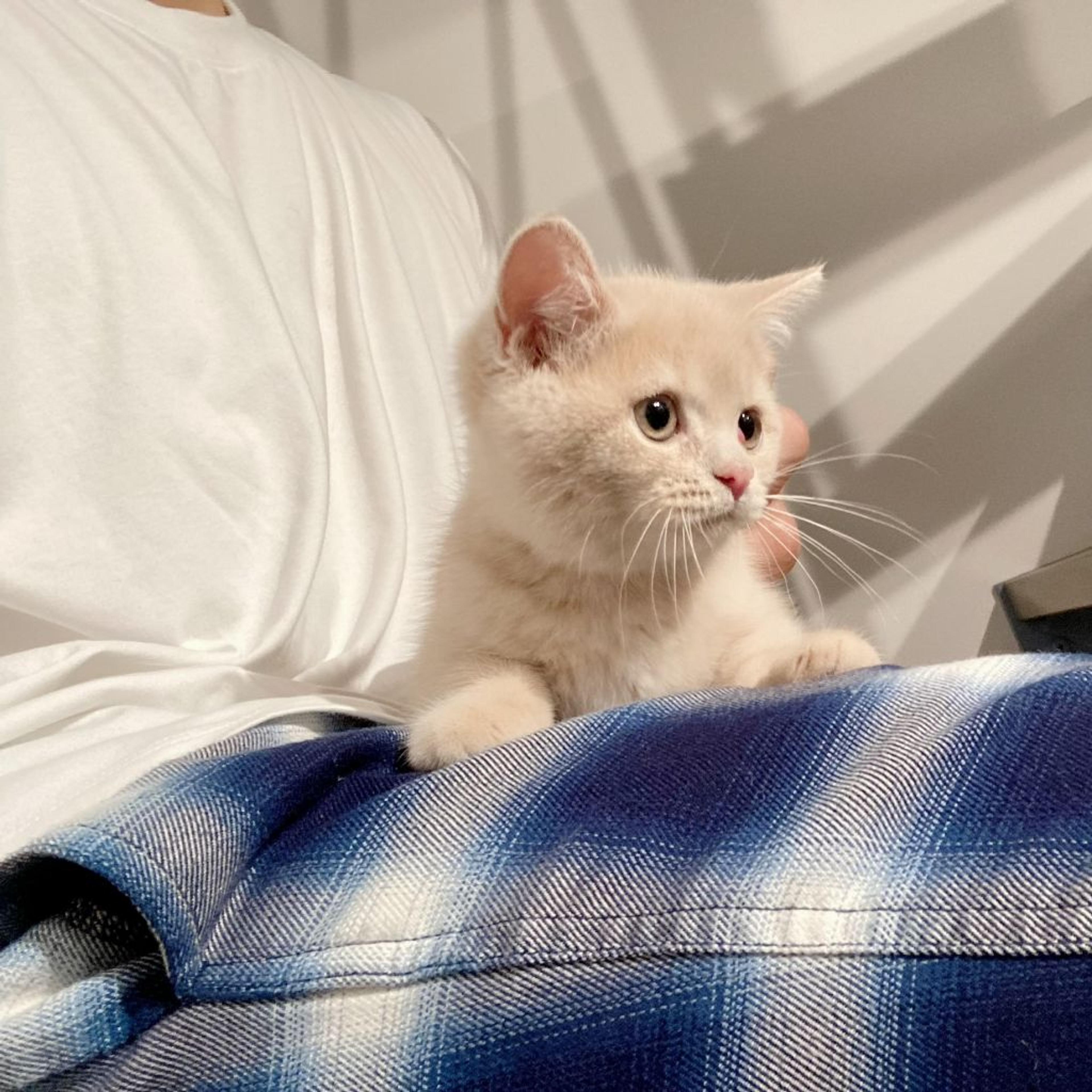 pet-image-5