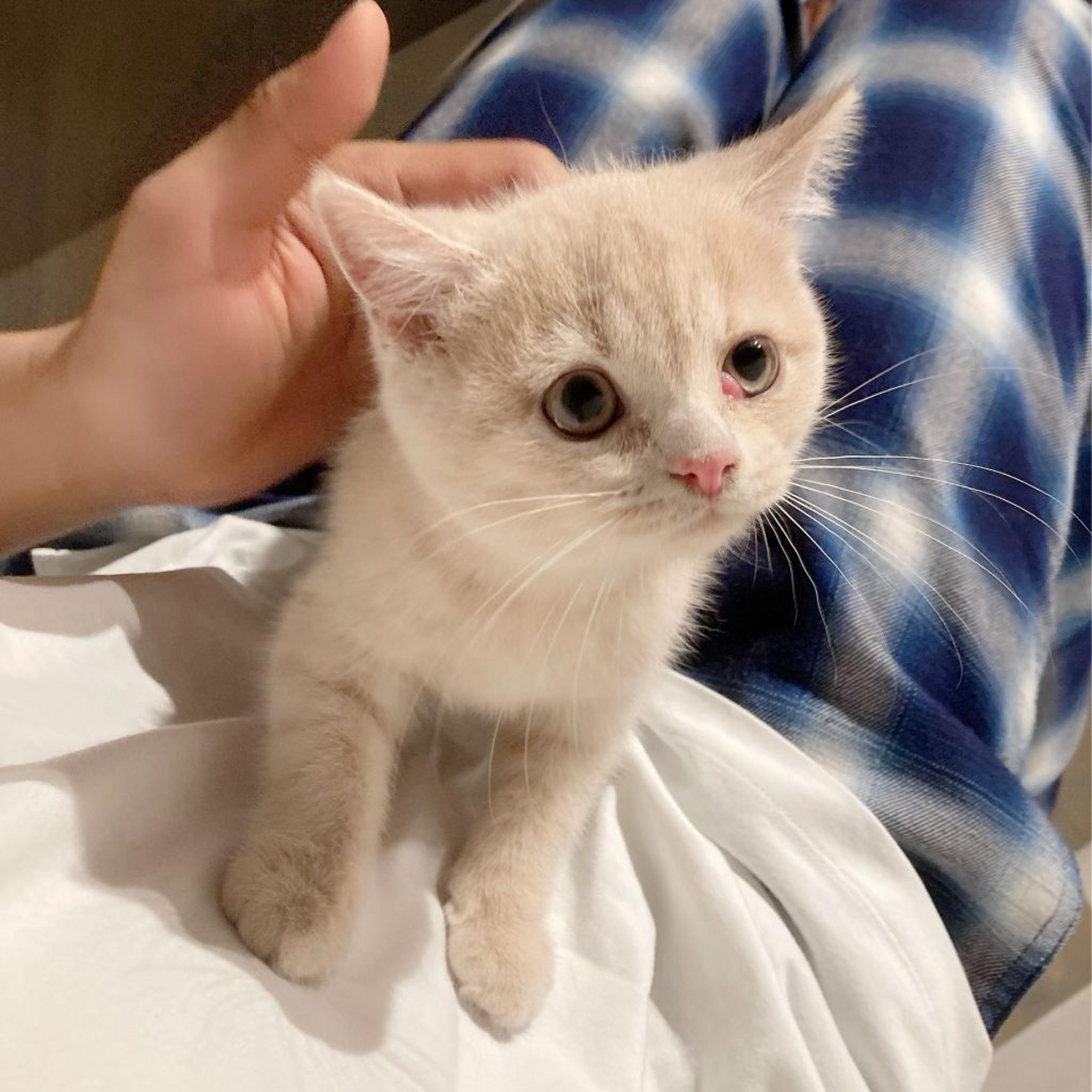pet-image-6