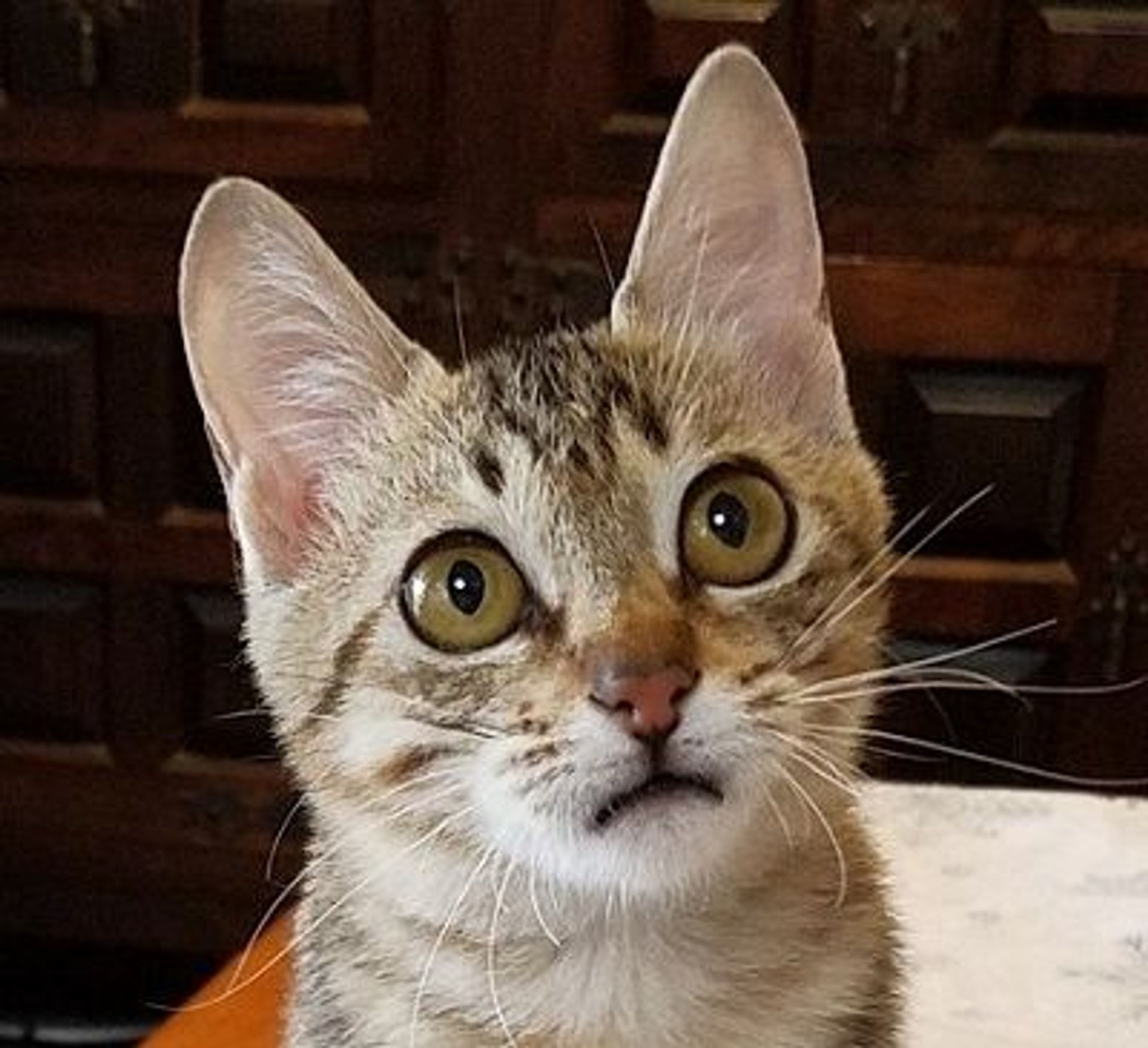 ベンガル・メスの里親募集の写真