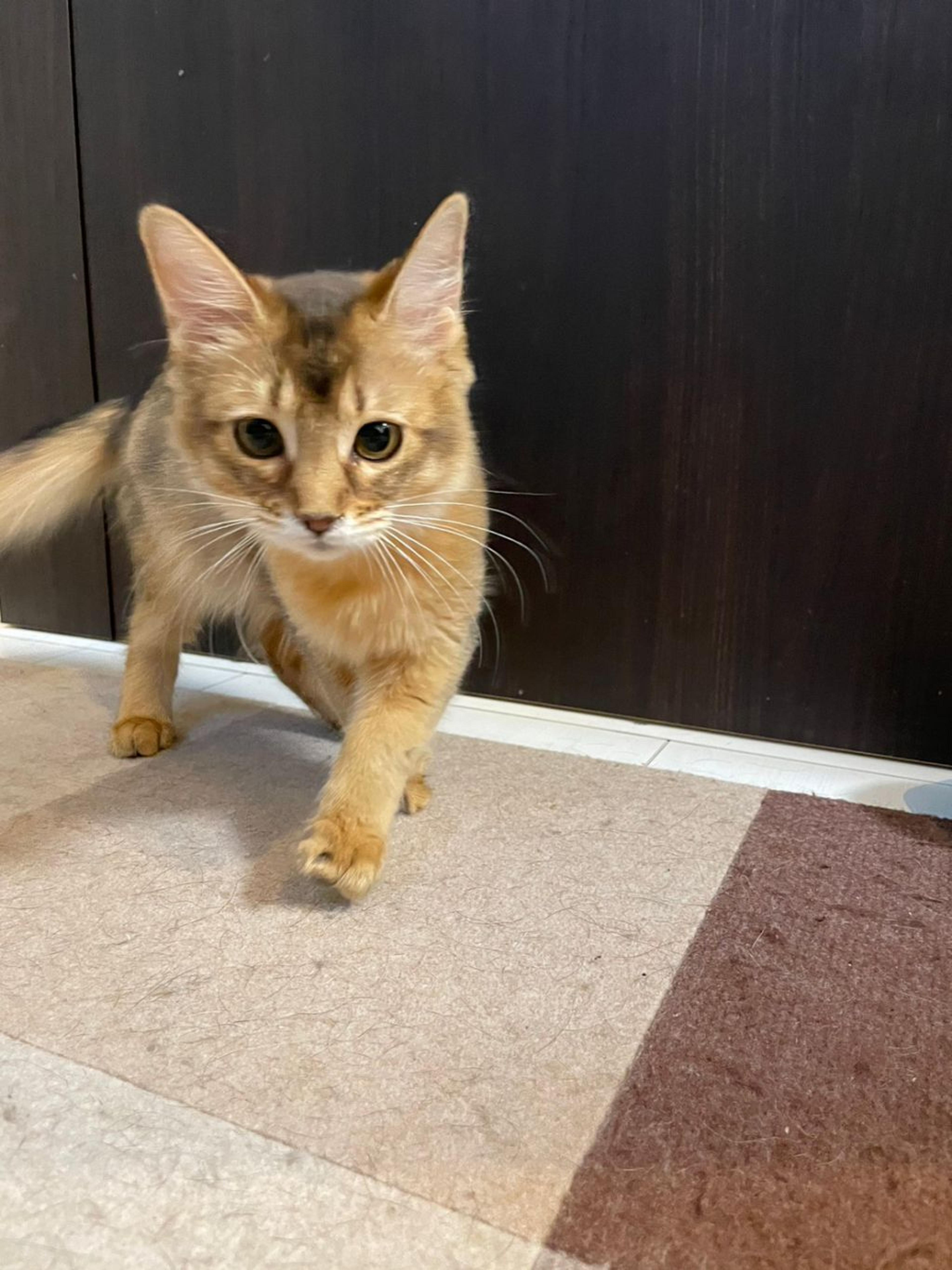 pet-image-2