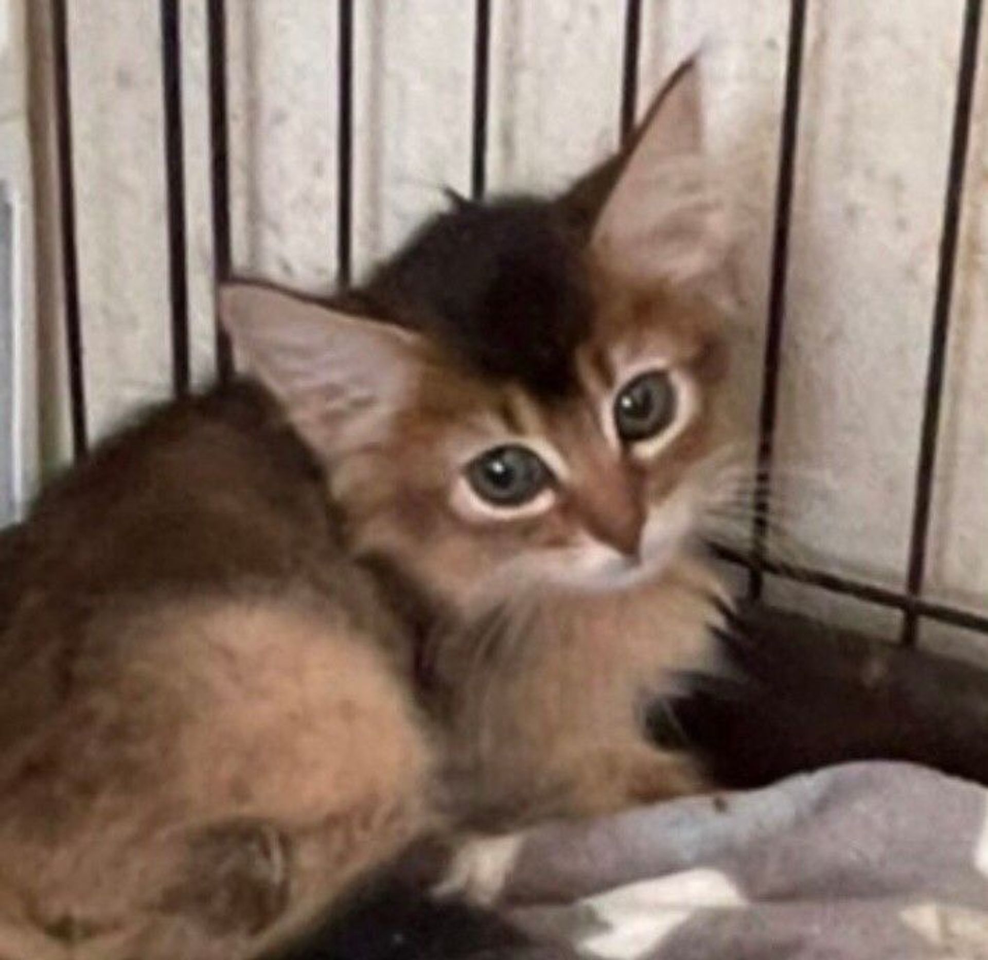 ソマリ・メスの里親募集の写真