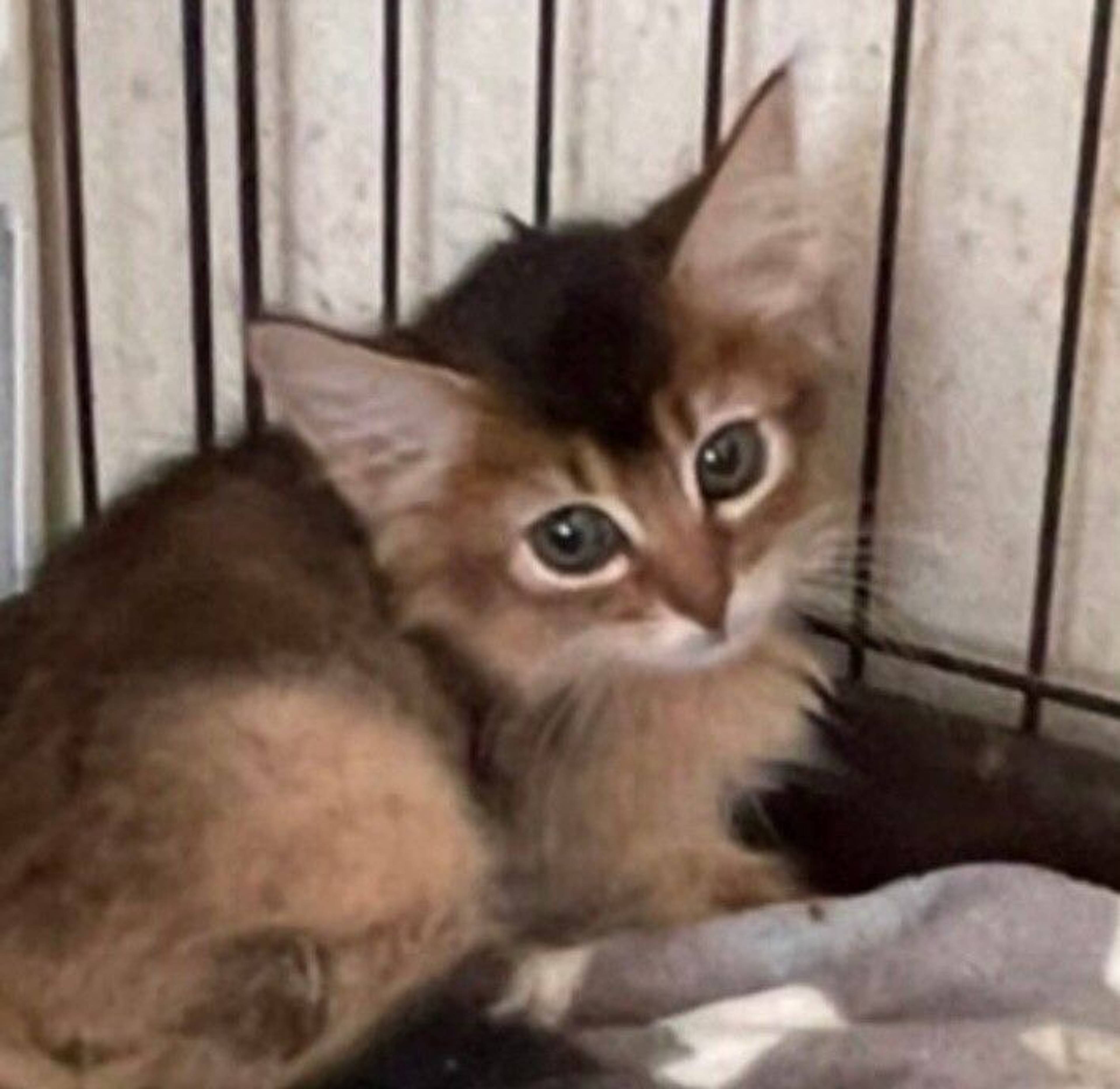 ソマリ・メスの里親募集の写真