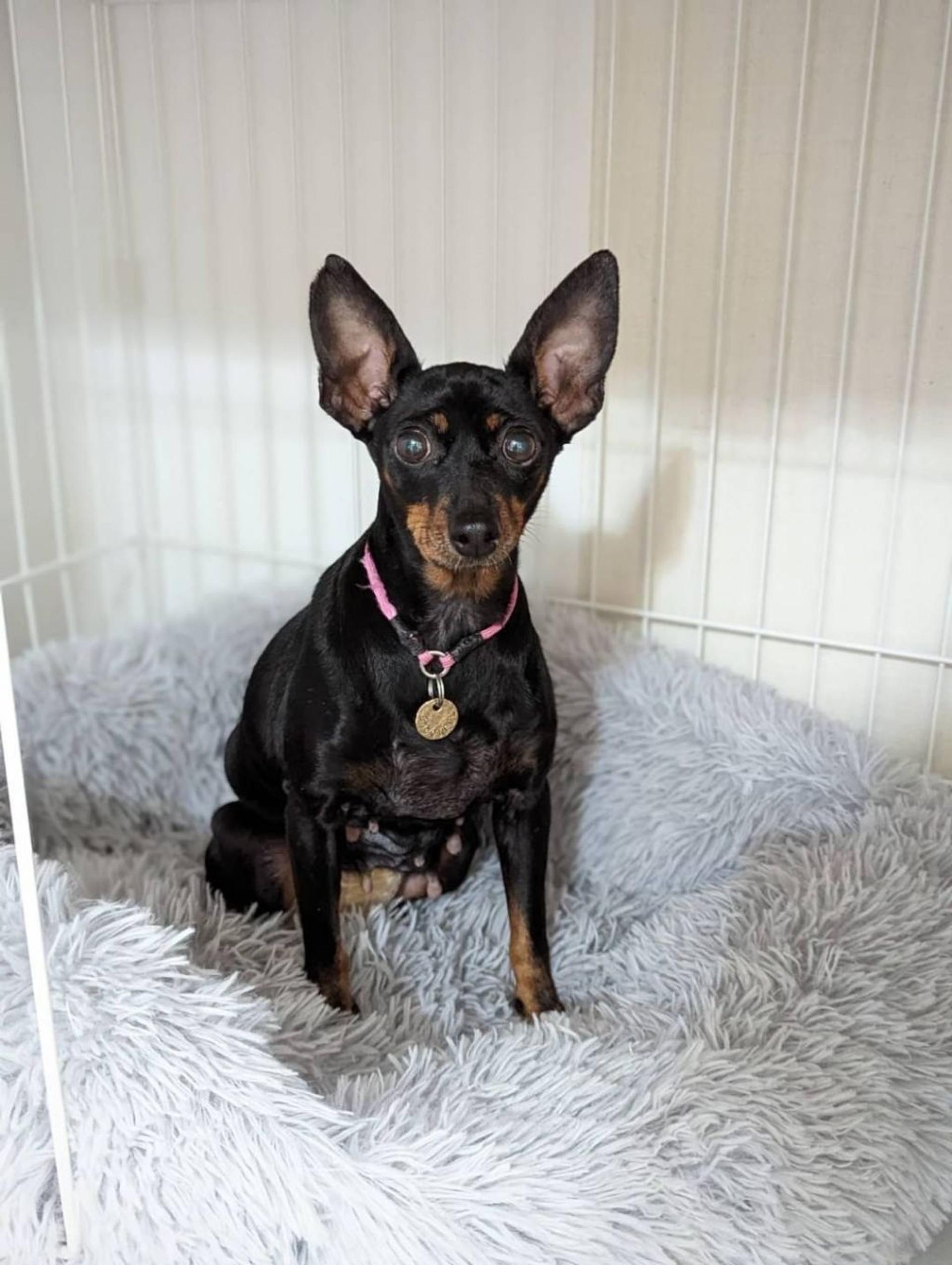 pet-image-2
