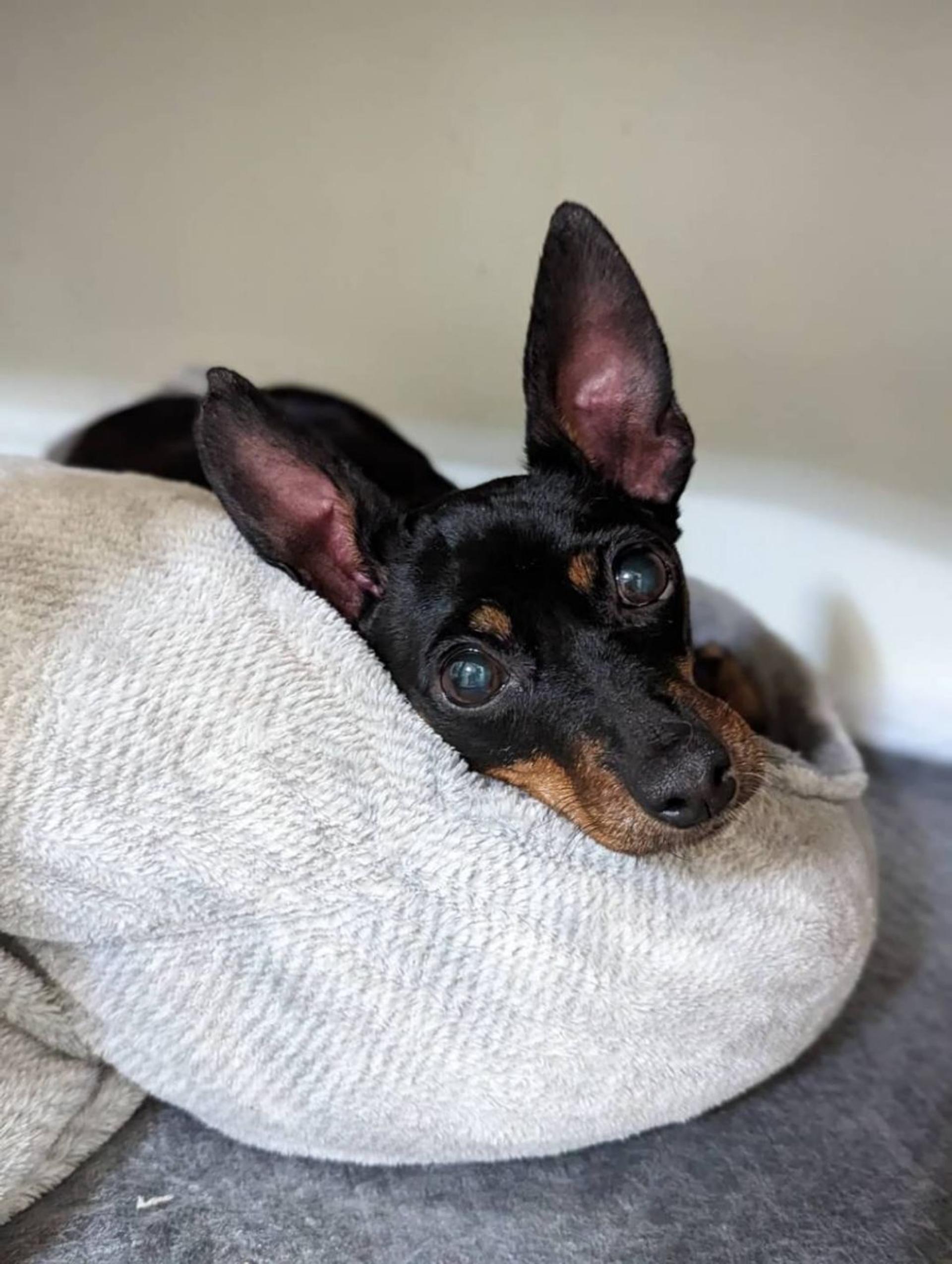 pet-image-4