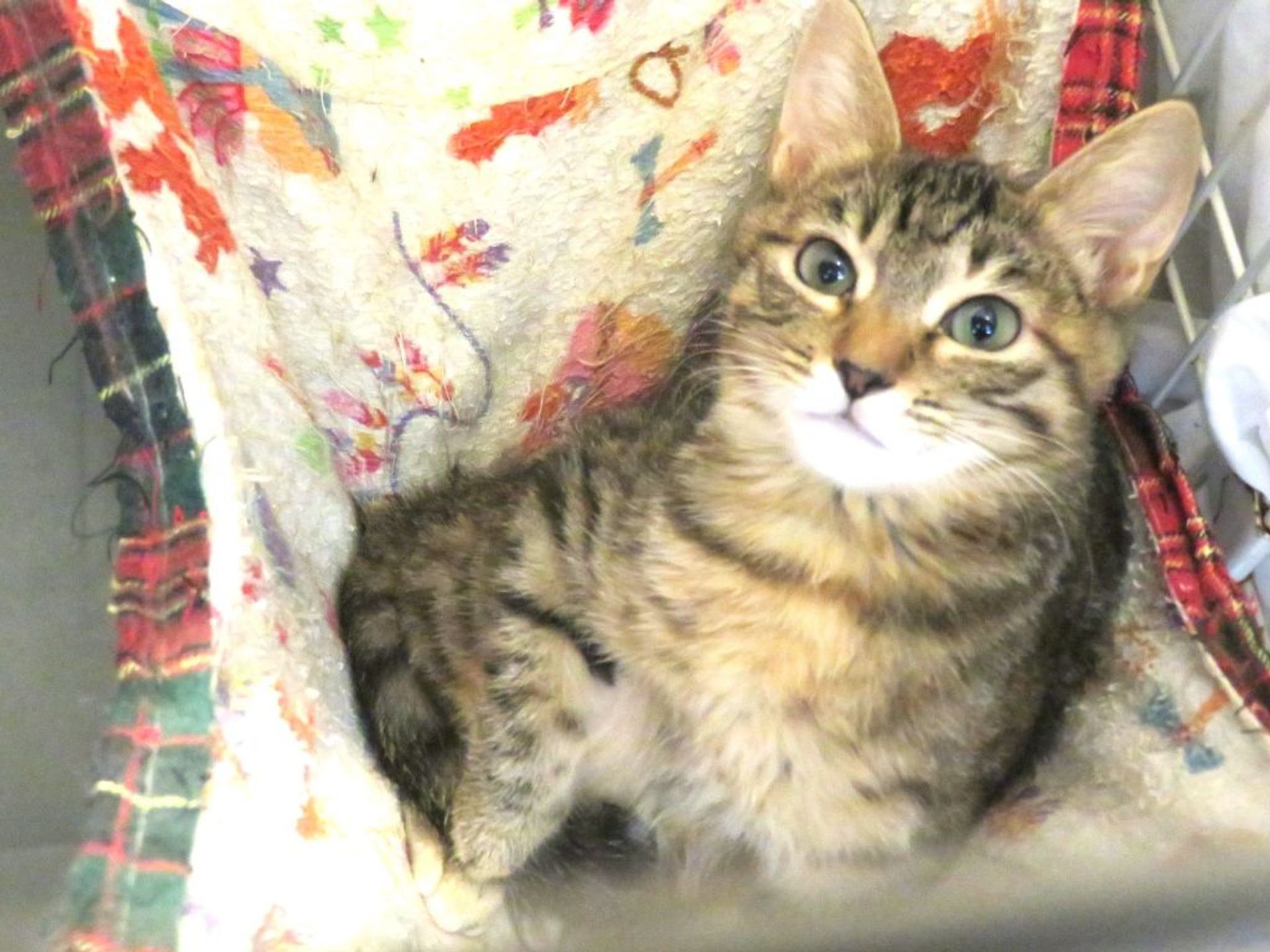 雑種（ミックス猫）・メスの里親募集の写真