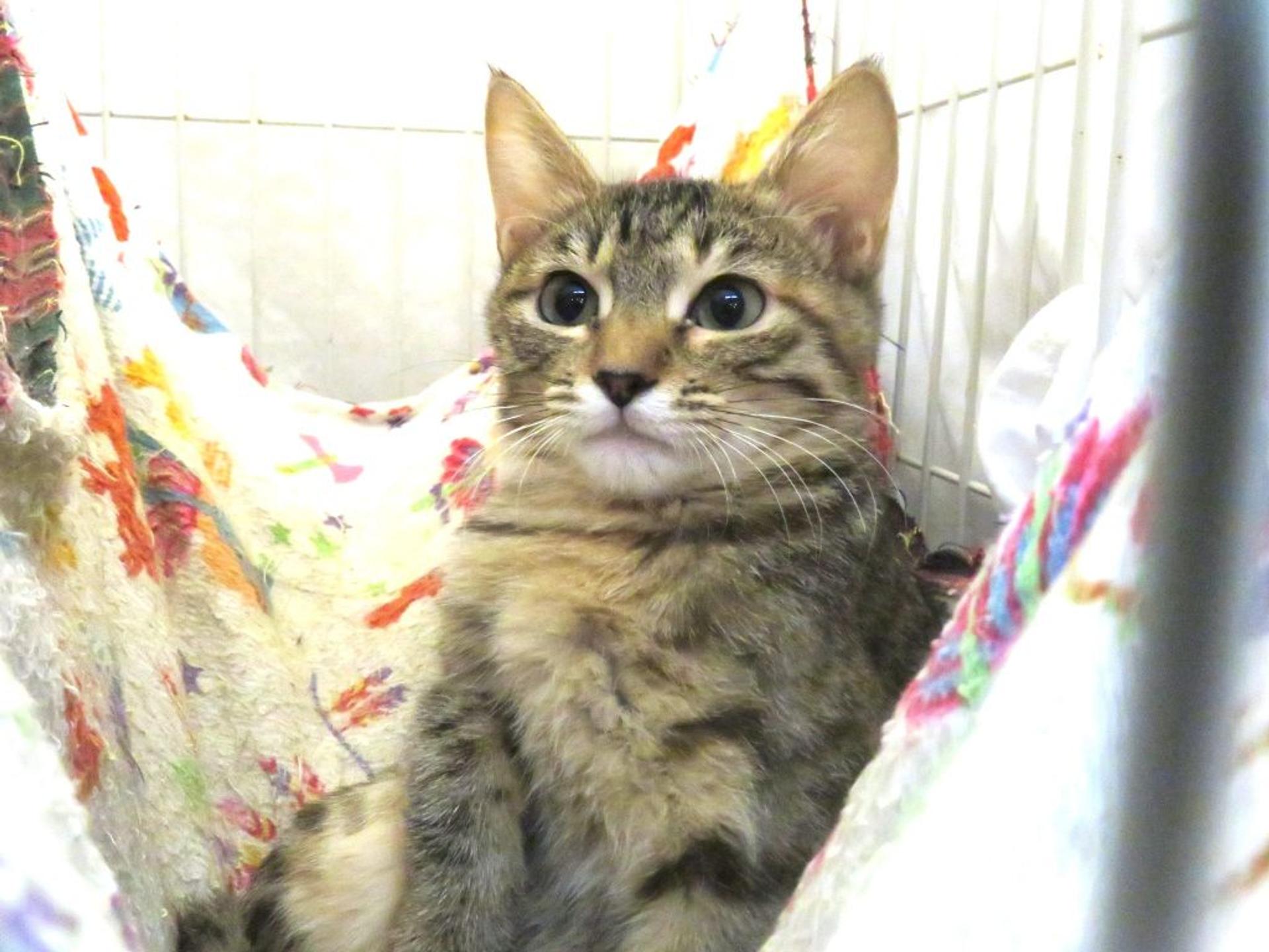 pet-image-2