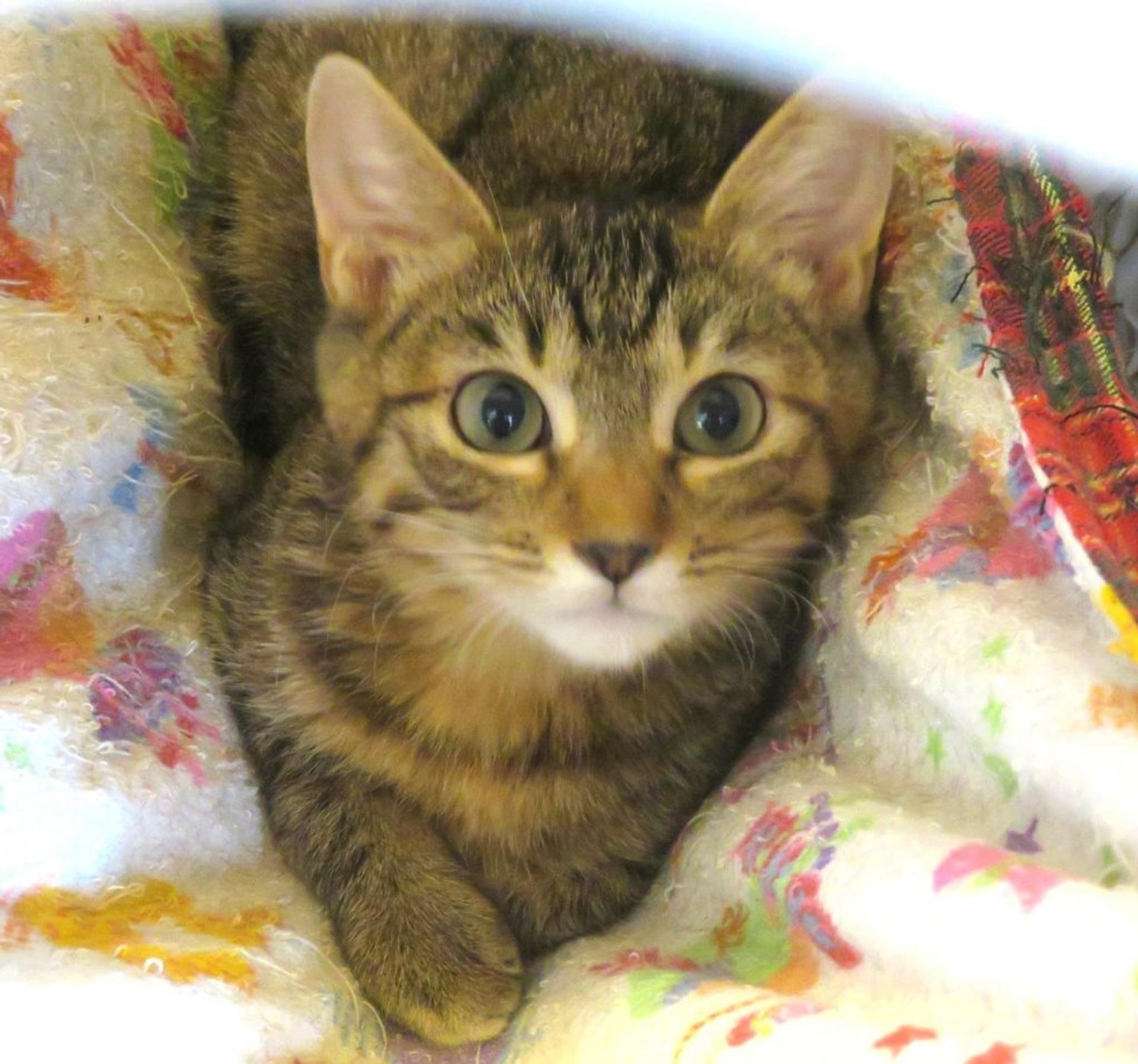 pet-image-3
