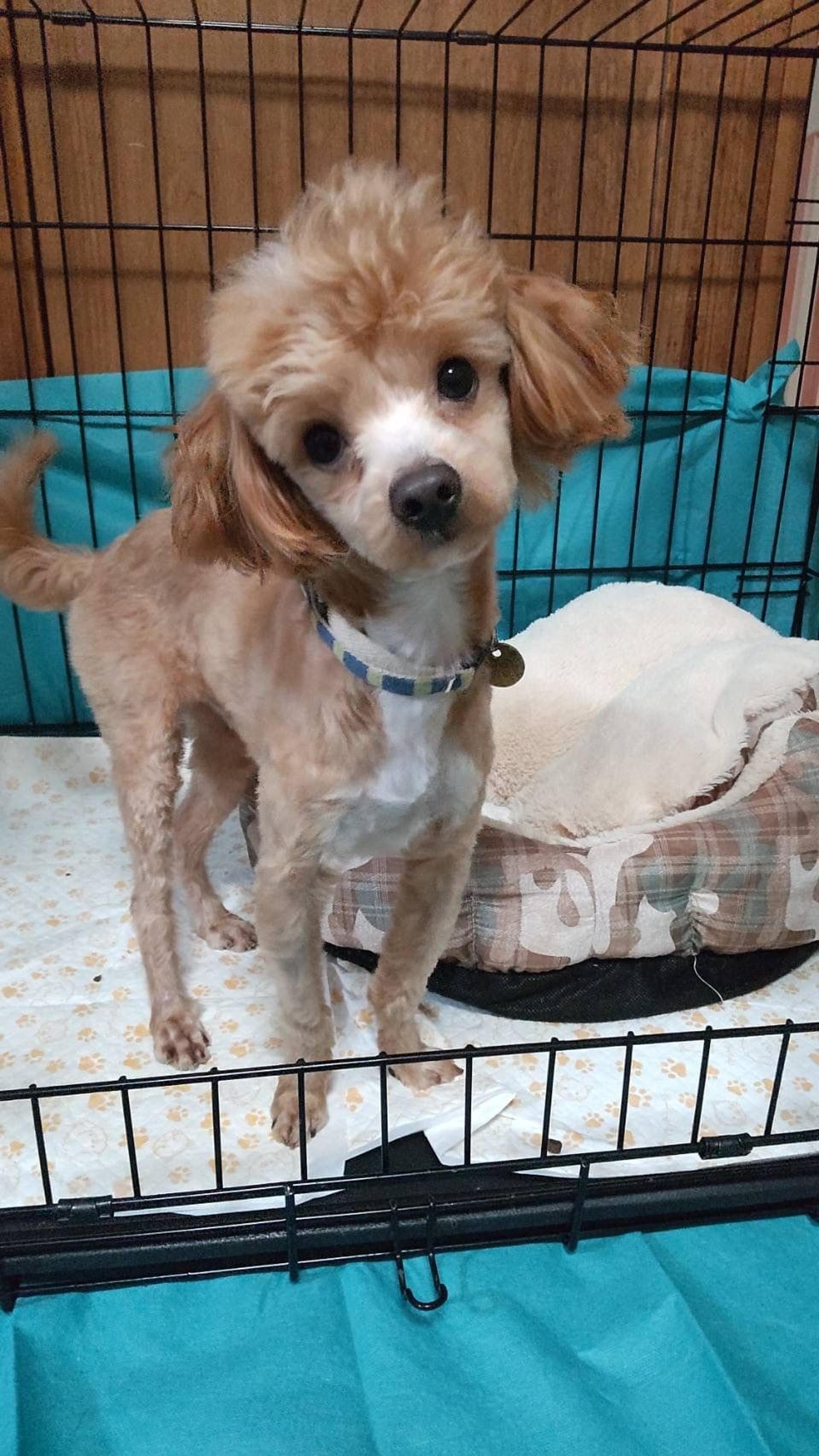 pet-image-2