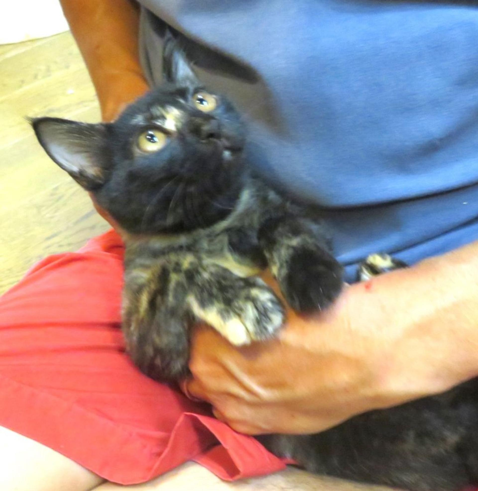 pet-image-3