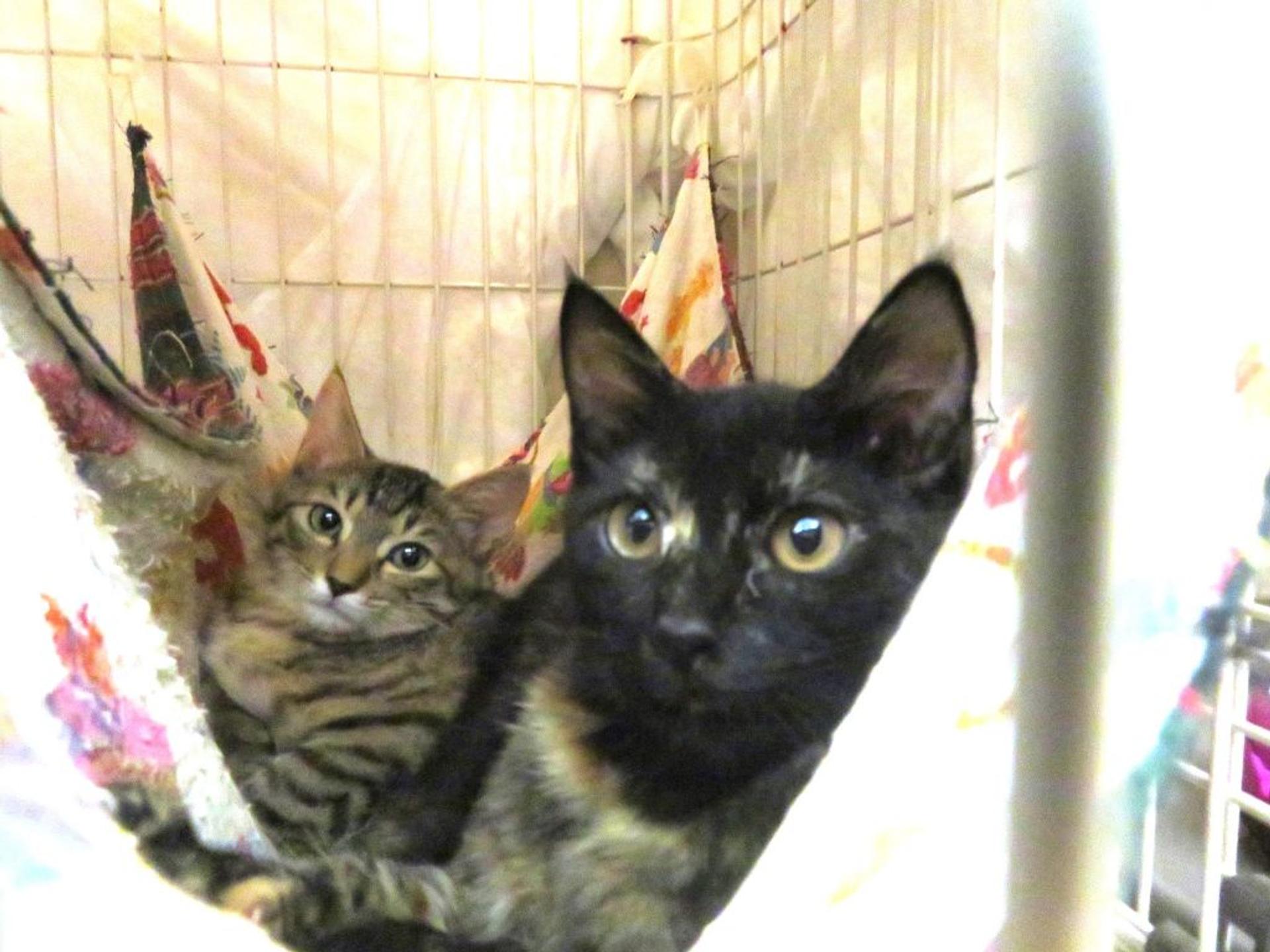 pet-image-5