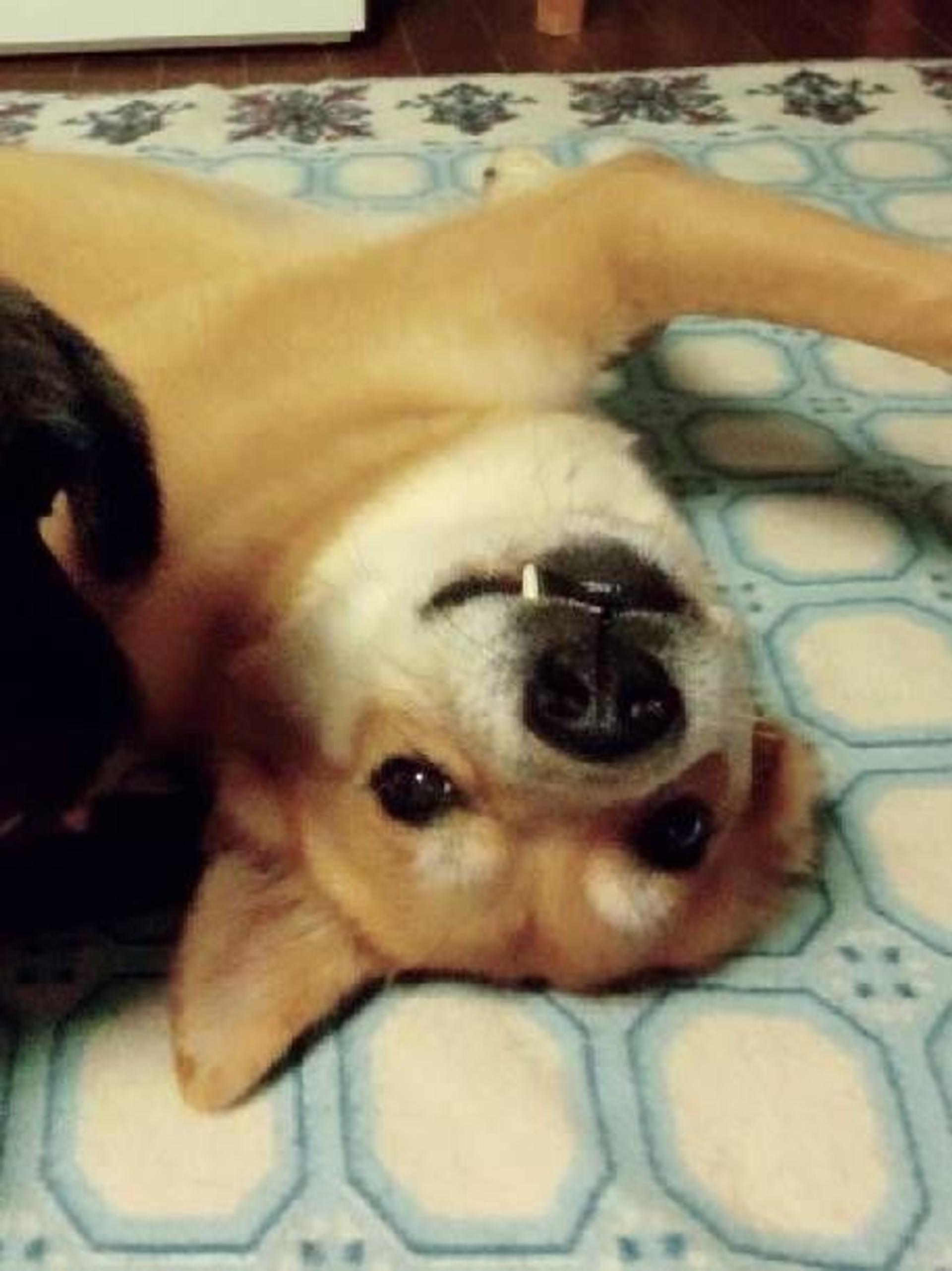 pet-image-2