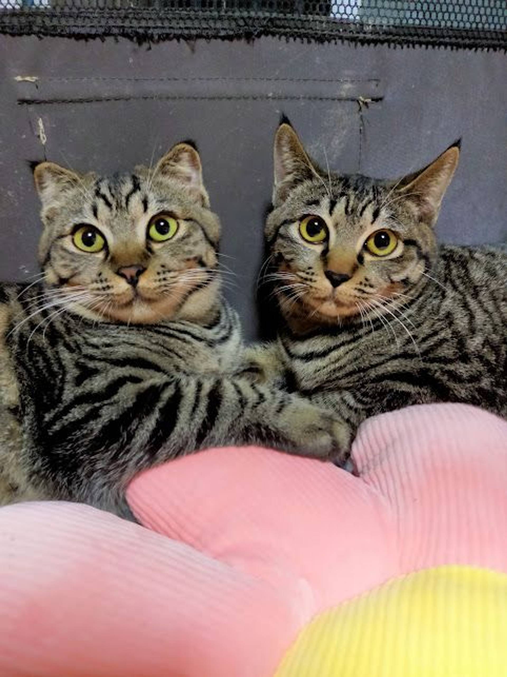雑種（ミックス猫）・メスの里親募集の写真