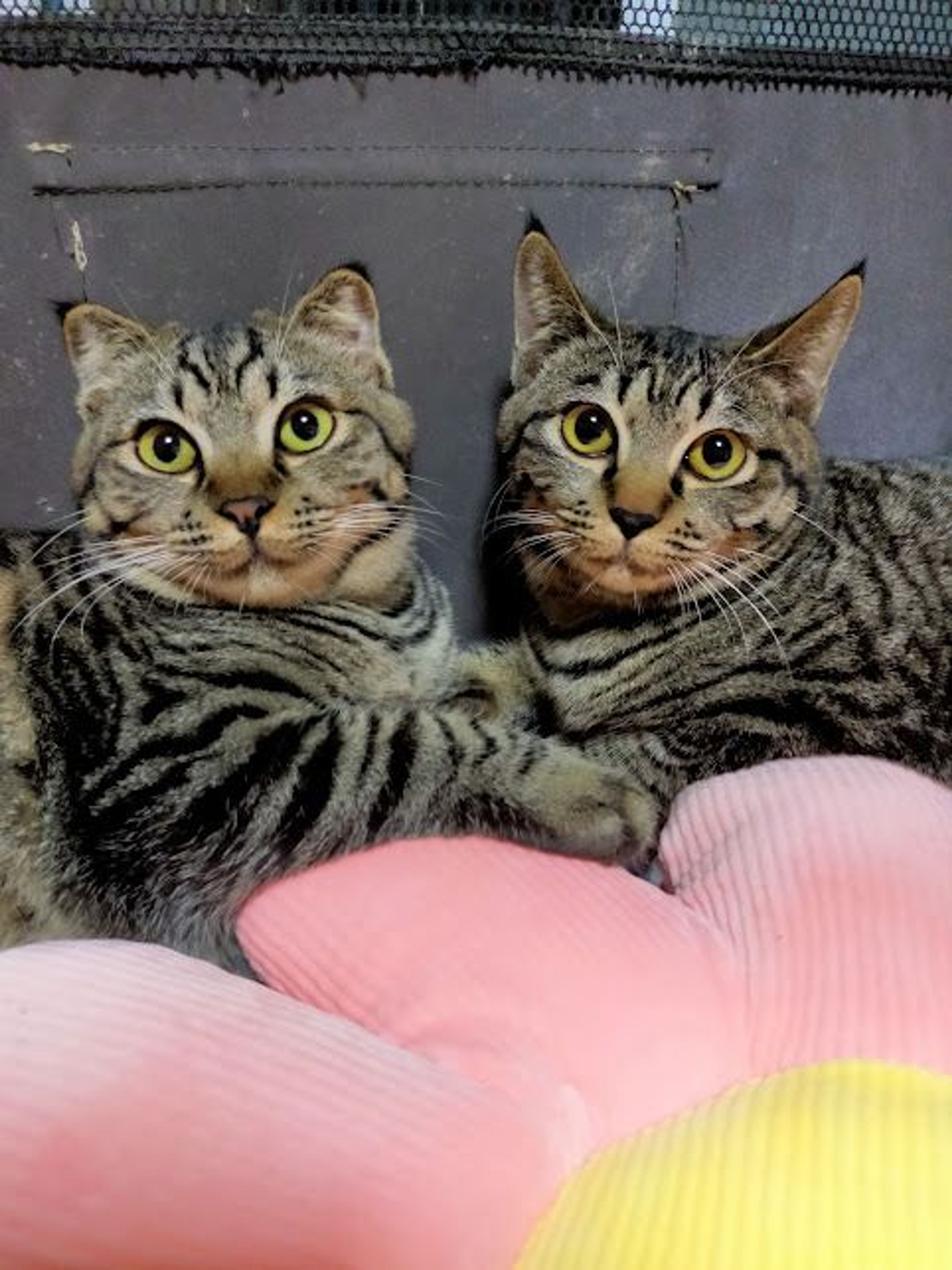 雑種（ミックス猫）・メスの里親募集の写真